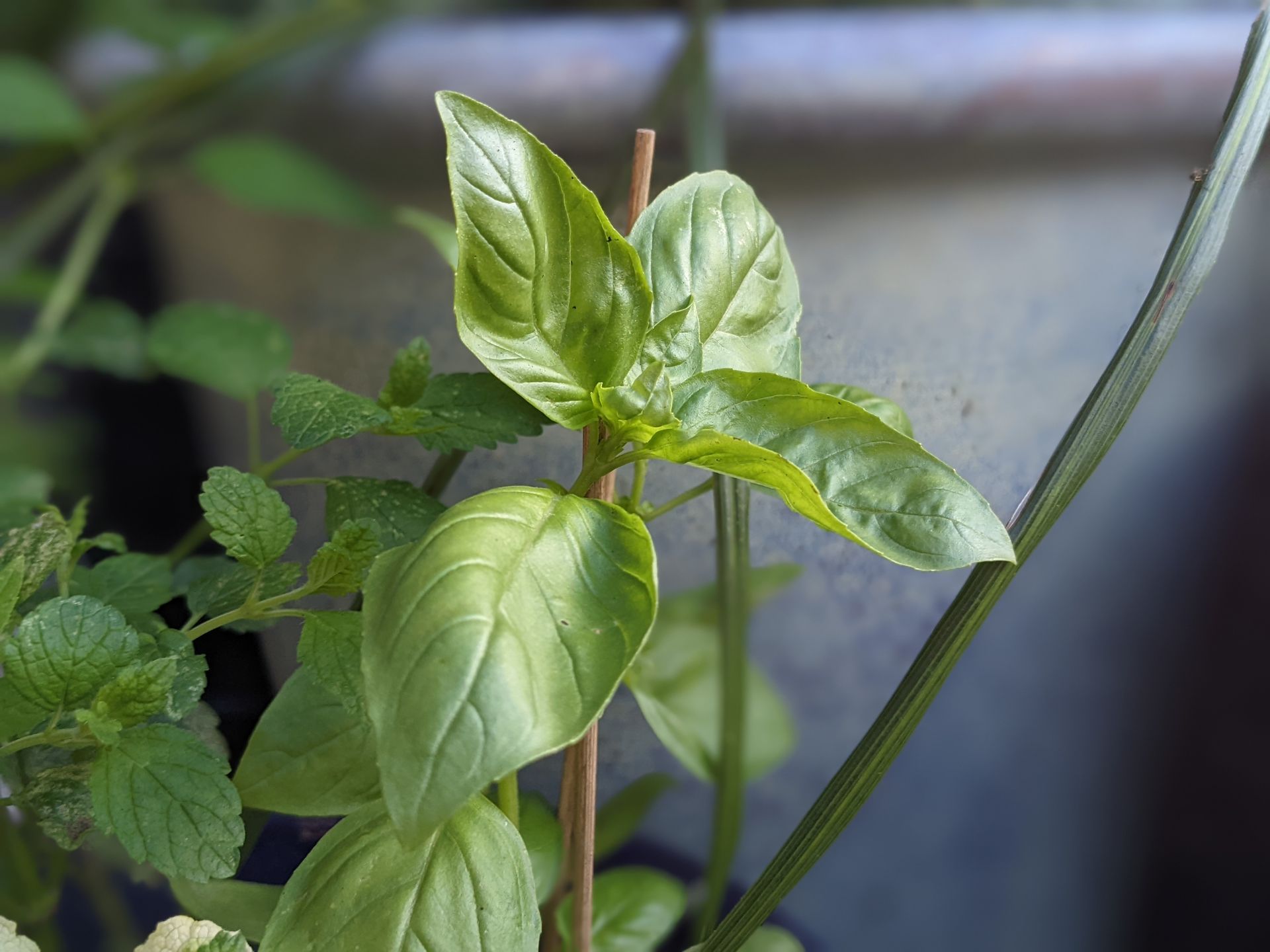 A Healing Herb (Basil) by Sue Cartwright, Spiral Leaf