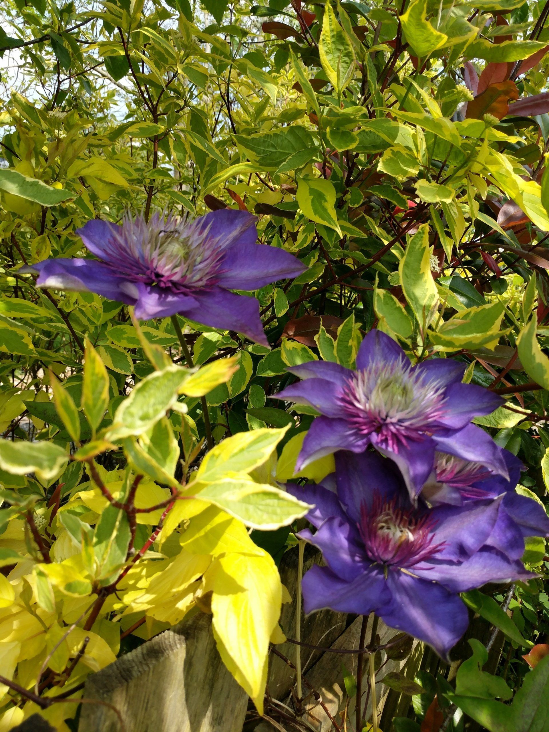 A Garden to Heal - Photograph by Sue Cartwright, Spiral Leaf