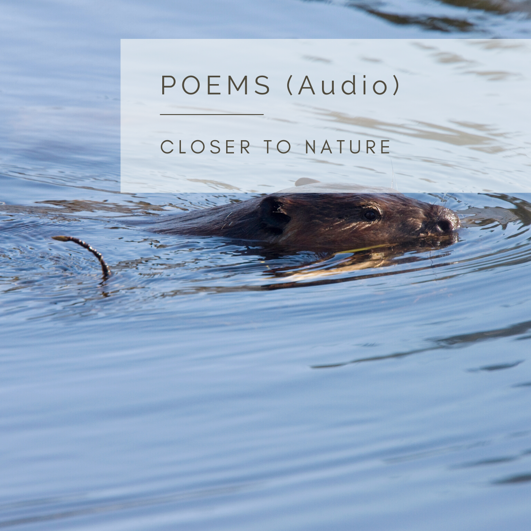The Beaver's Return - An Audio Poem and Video by Sue Cartwright, Spiral Leaf