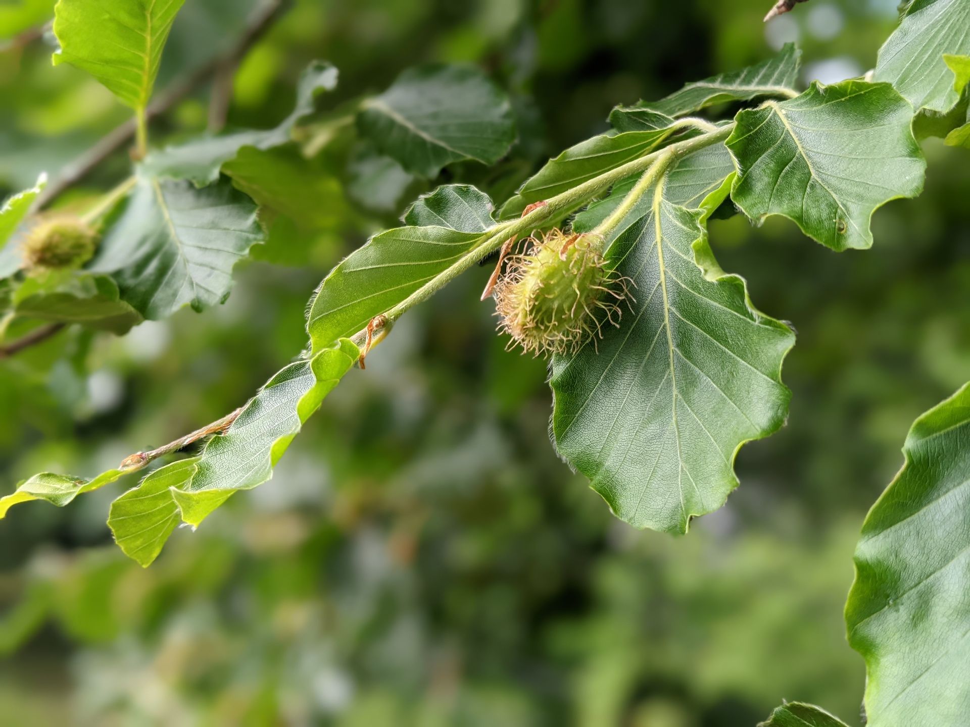 Wild Fruits Gallery - Photograph by Sue Cartwright, Spiral Leaf