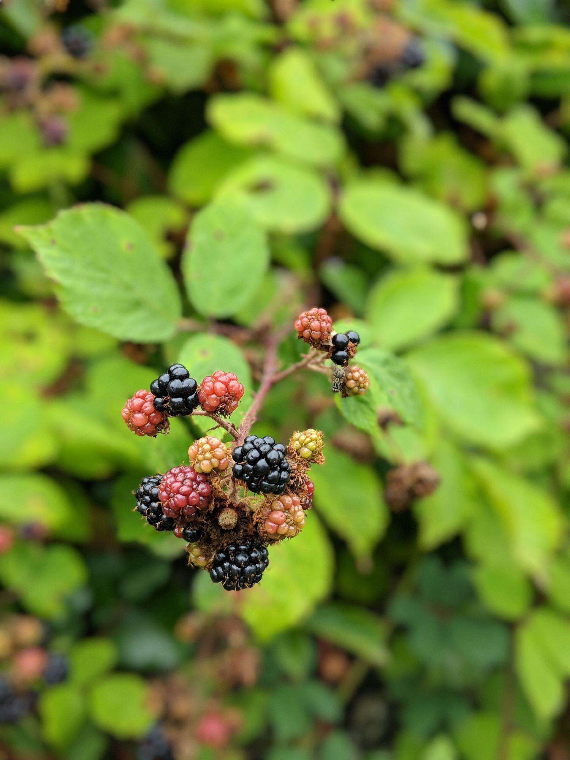Foraging for Nature's Bounty by Sue Cartwright, Spiral Leaf