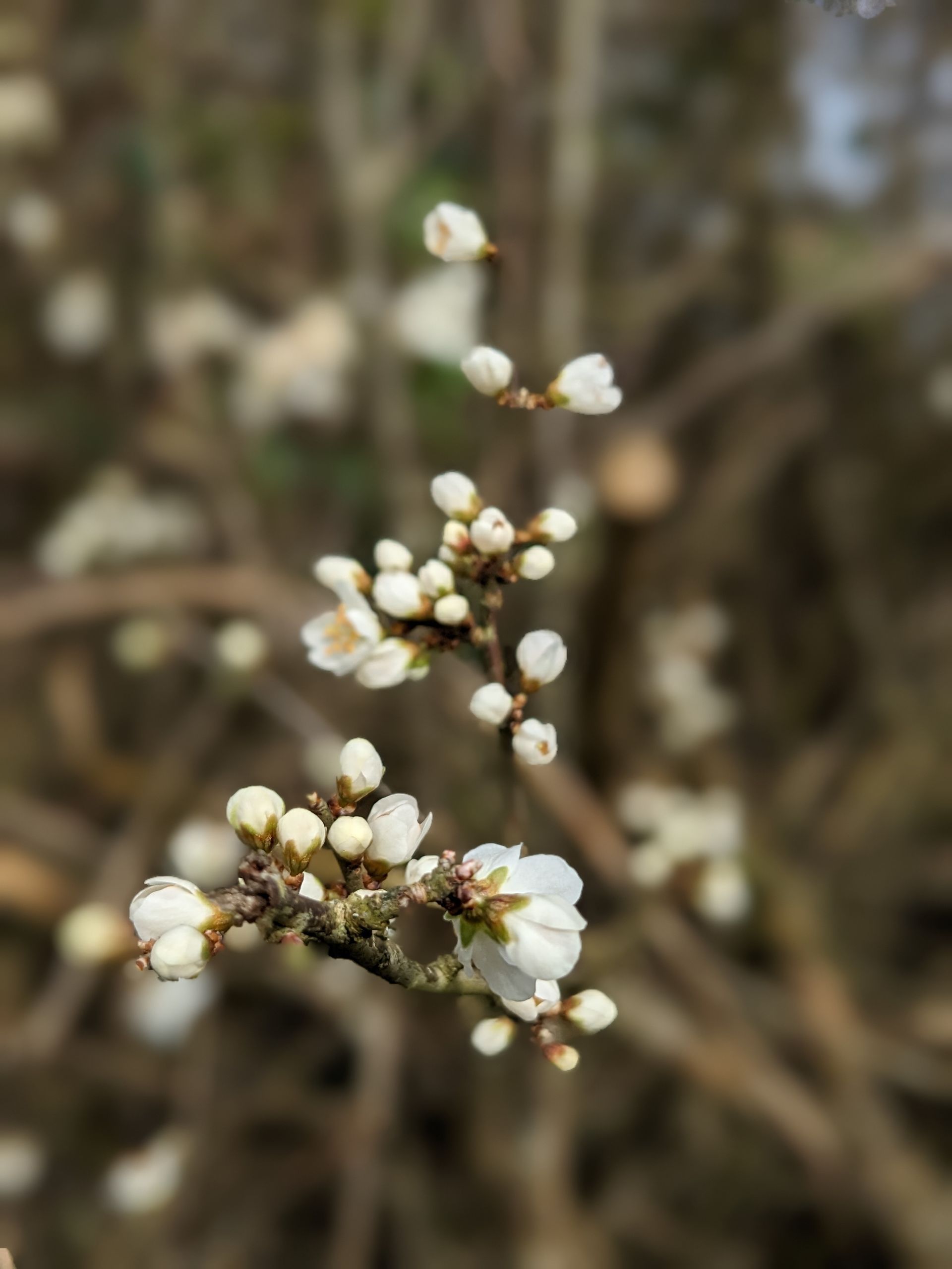 Welcome March 2024 by Sue Cartwright, Spiral Leaf