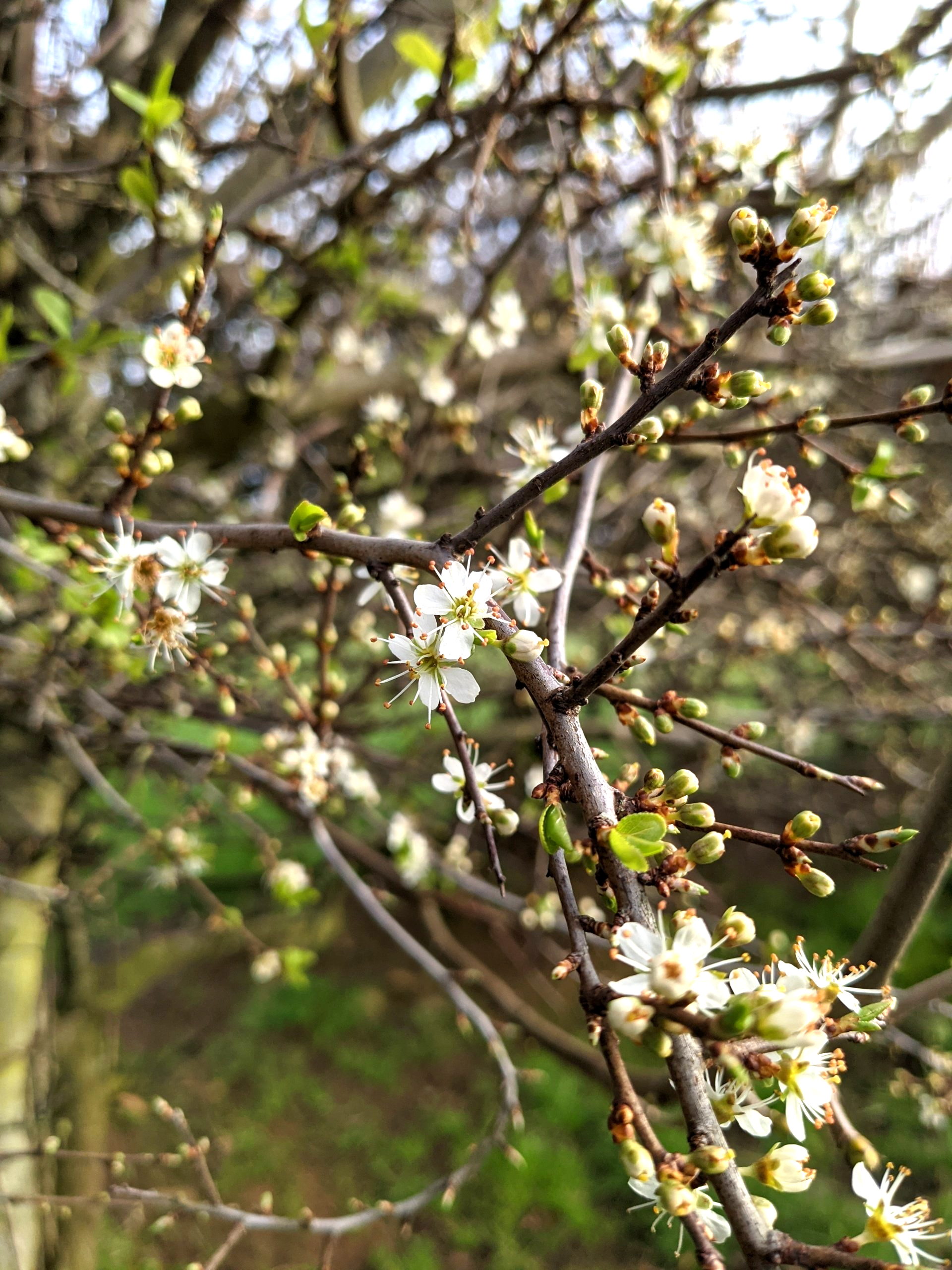 Almanac for March 2023 by Sue Cartwright, Spiral Leaf