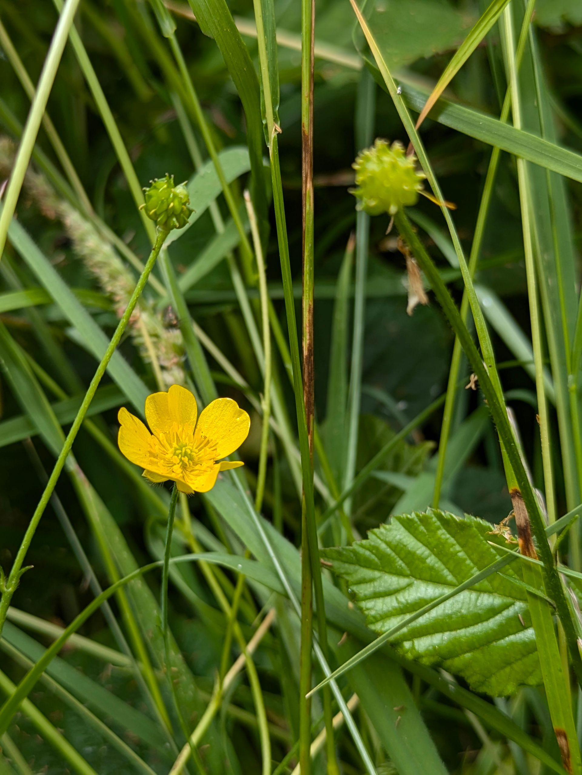 Spring Treasures by Sue Cartwright, Spiral Leaf