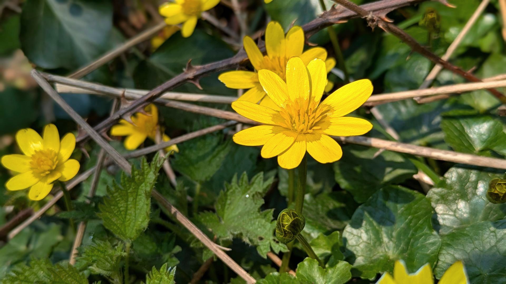 Wildflowers Gallery - Photograph by Sue Cartwright, Spiral Leaf