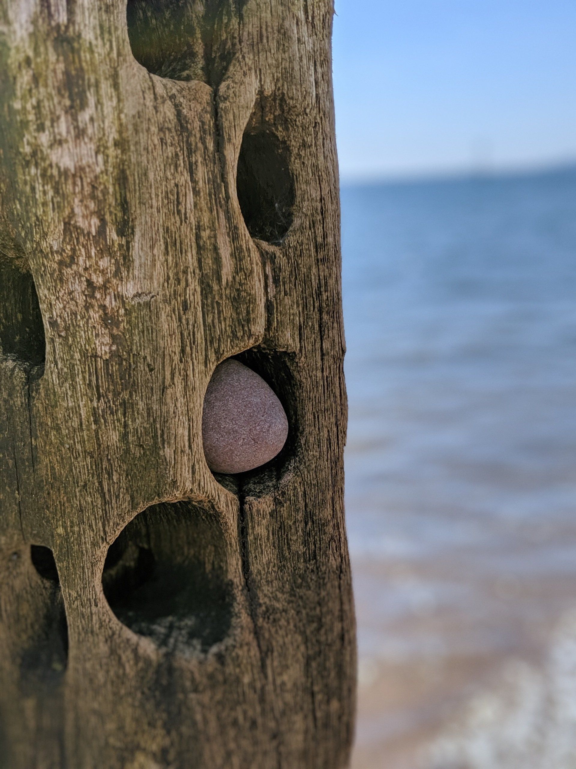 Seaside Gallery - Photograph by Sue Cartwright, Spiral Leaf