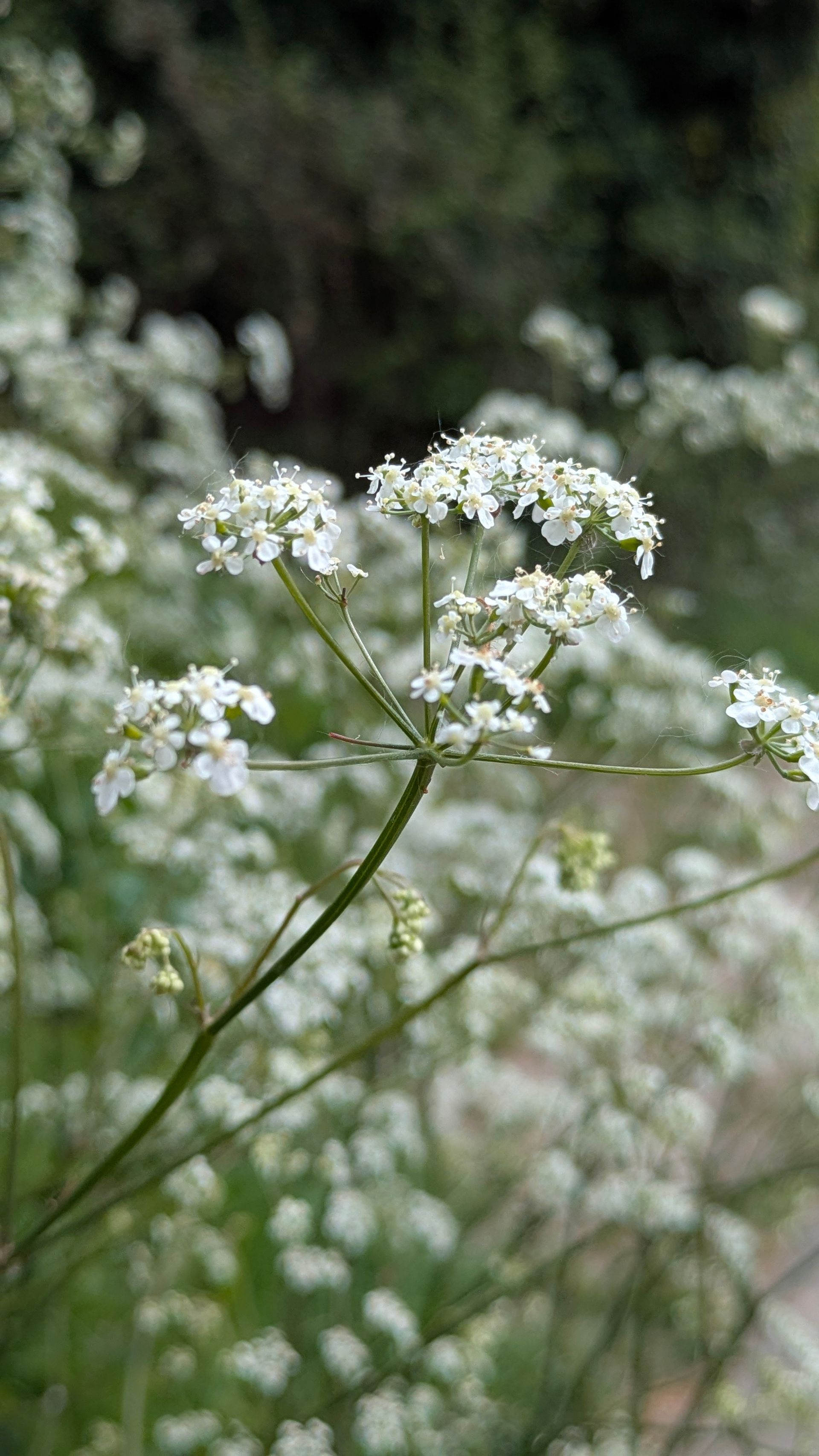 Wildflowers Gallery - Photograph by Sue Cartwright, Spiral Leaf