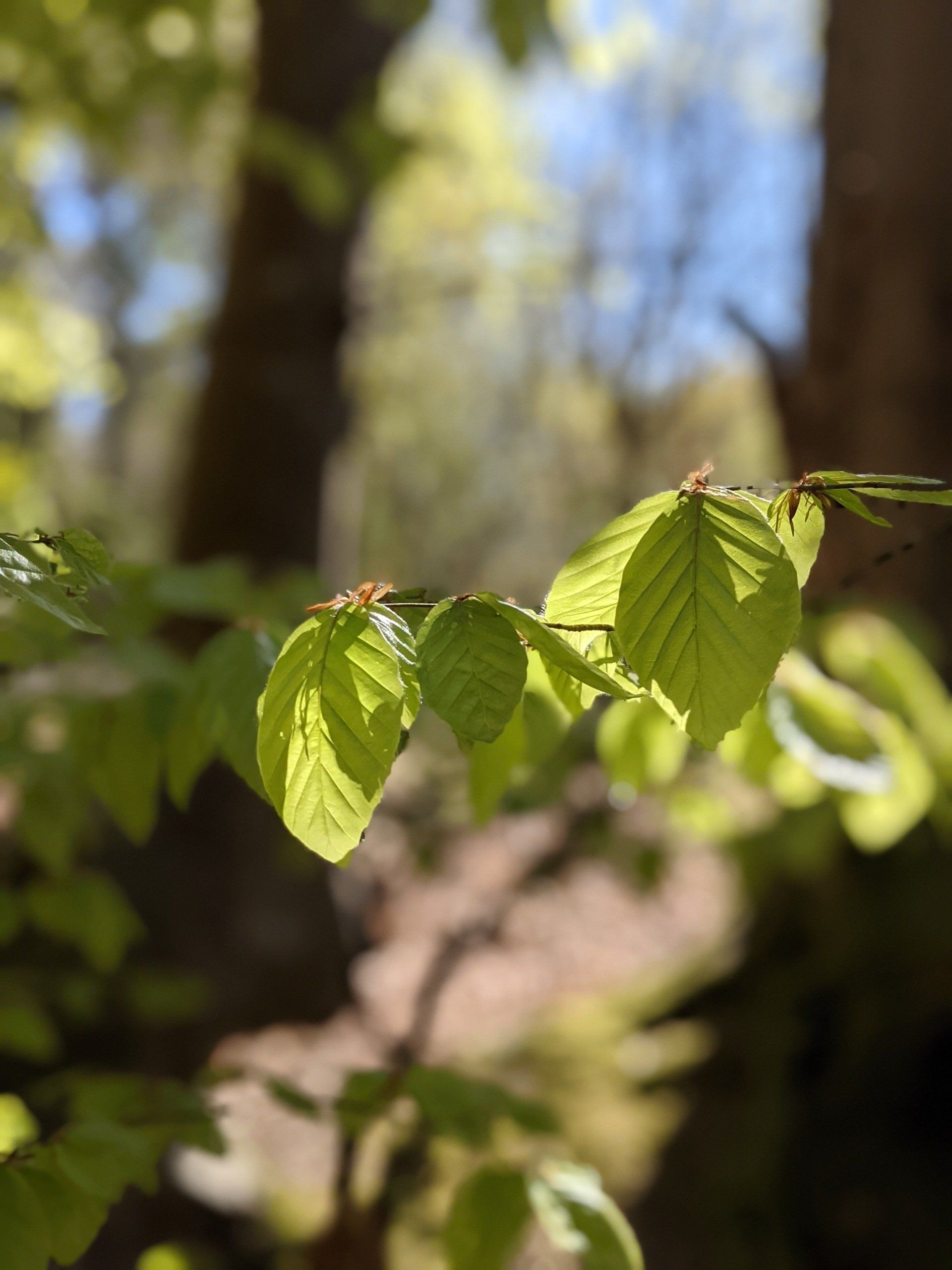 Leaves Gallery - Photograph by Sue Cartwright, Spiral Leaf