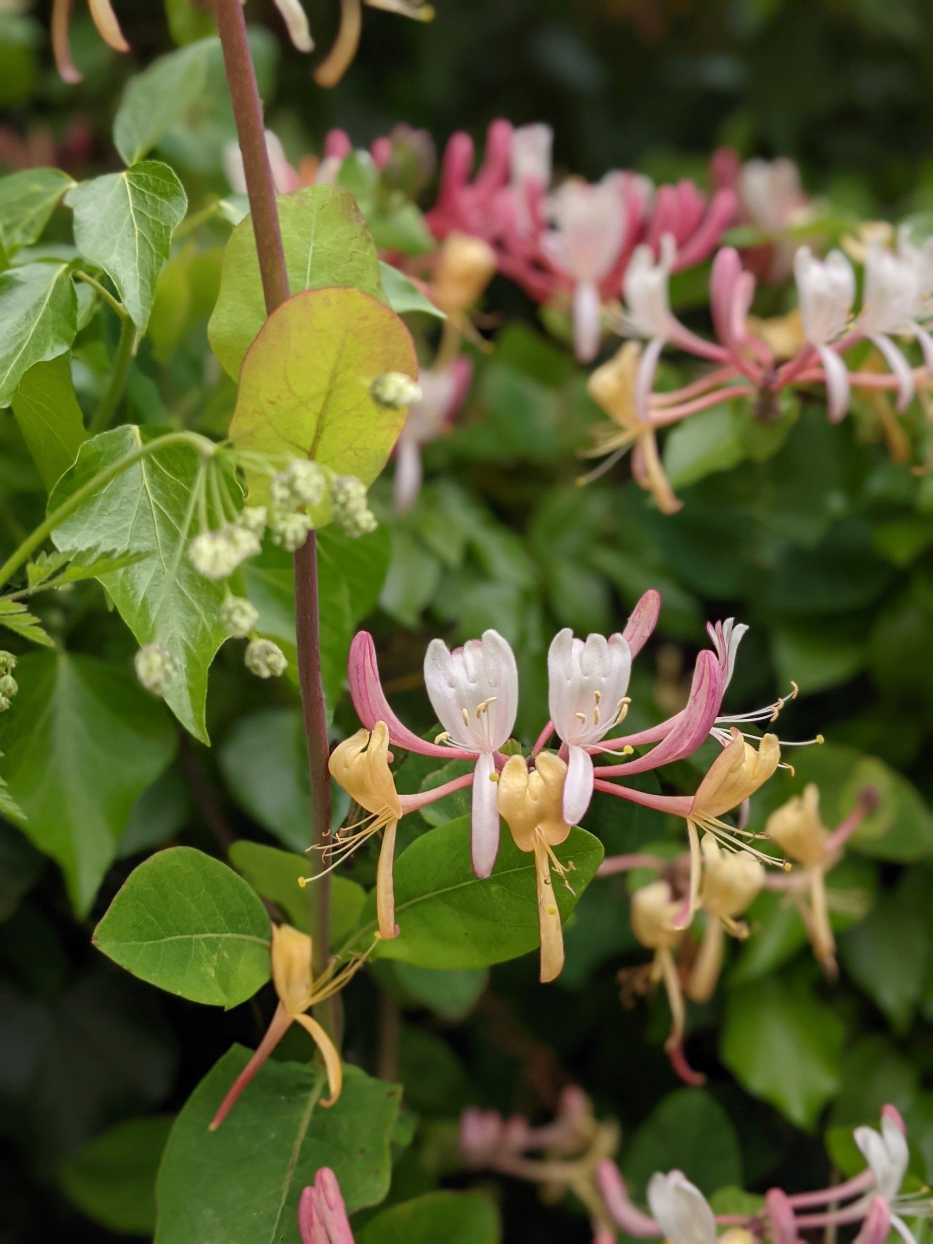 Wildflowers Gallery - Photograph by Sue Cartwright, Spiral Leaf