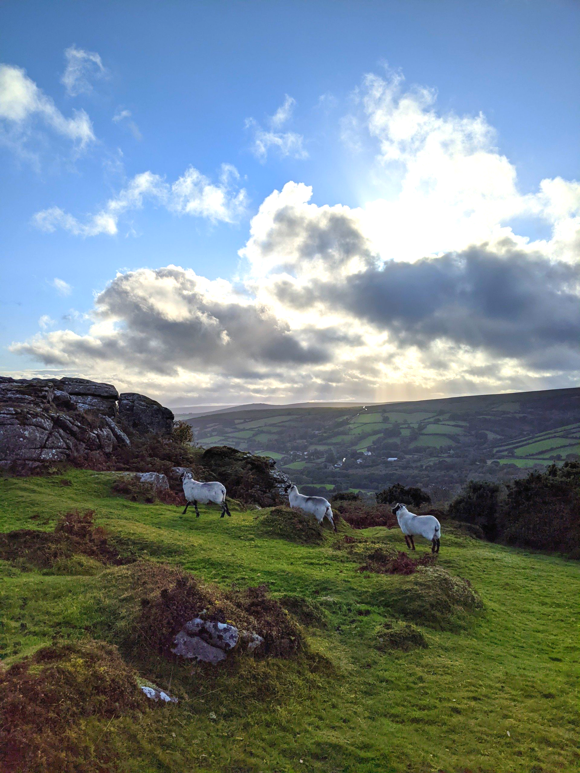 Moorland Gallery - Photograph by Sue Cartwright, Spiral Leaf