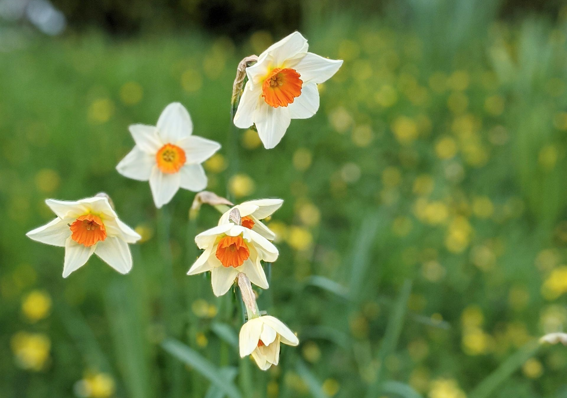 A post with ways to experience the beauty of Spring in March