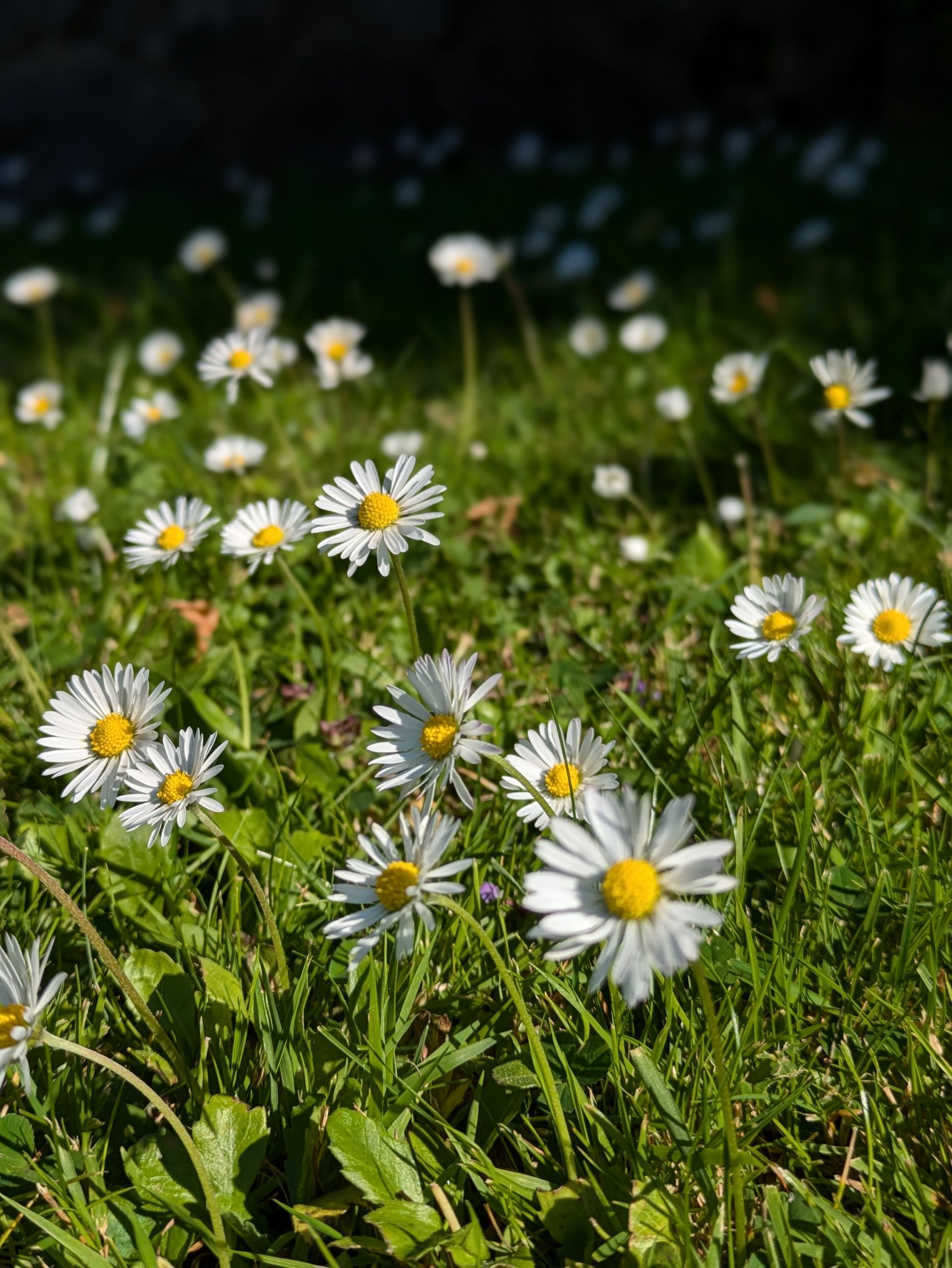 Wildflowers Gallery - Photograph by Sue Cartwright, Spiral Leaf