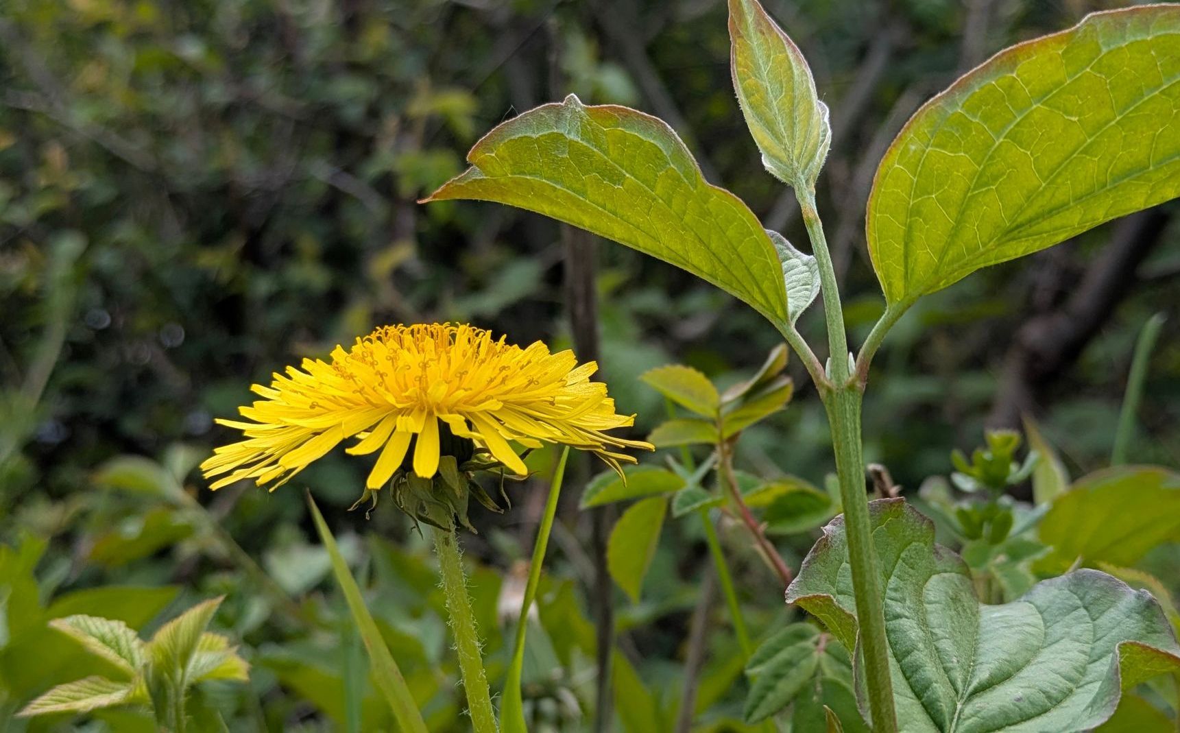 Wildflowers Gallery - Photograph by Sue Cartwright, Spiral Leaf