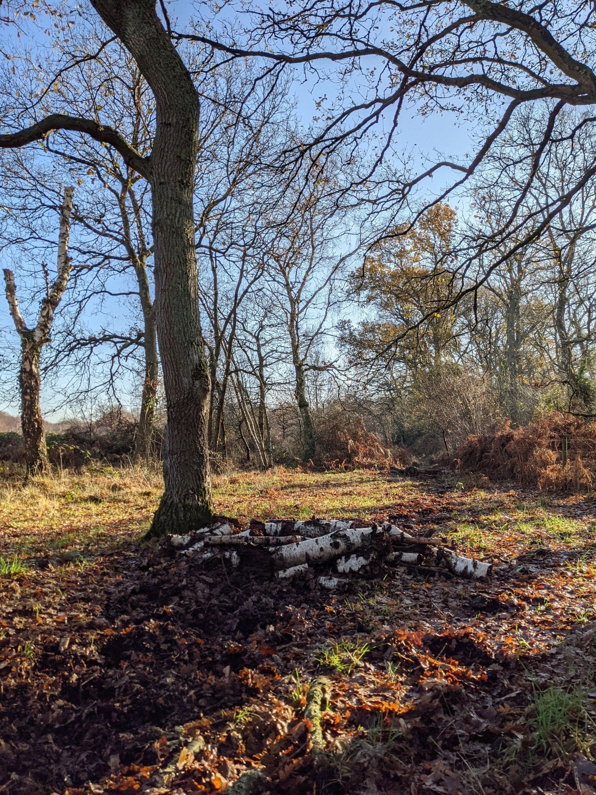 Healthland Gallery - Photograph by Sue Cartwright, Spiral Leaf