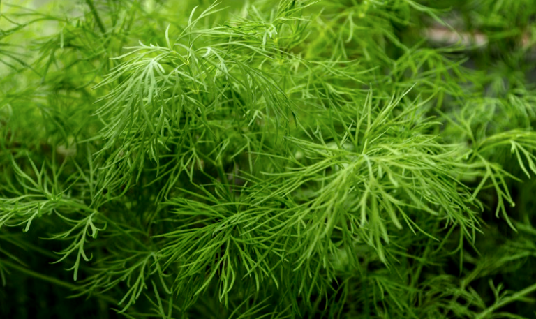 A post about the culinary and healing benefits of Dill
