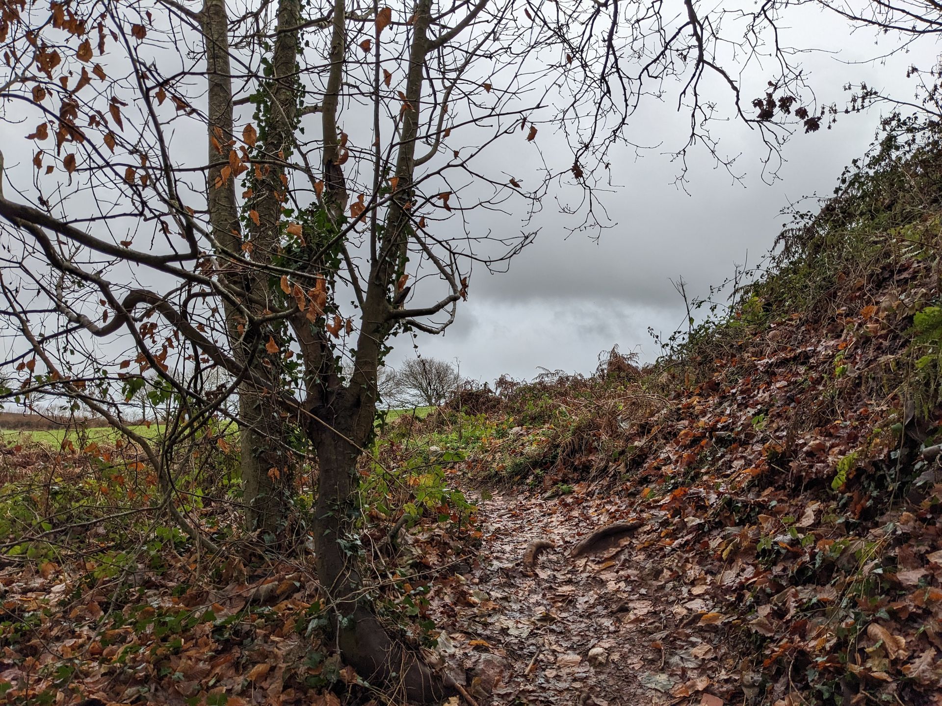 Planting Seeds for the Next Seven Generations by Sue Cartwright, Spiral Leaf