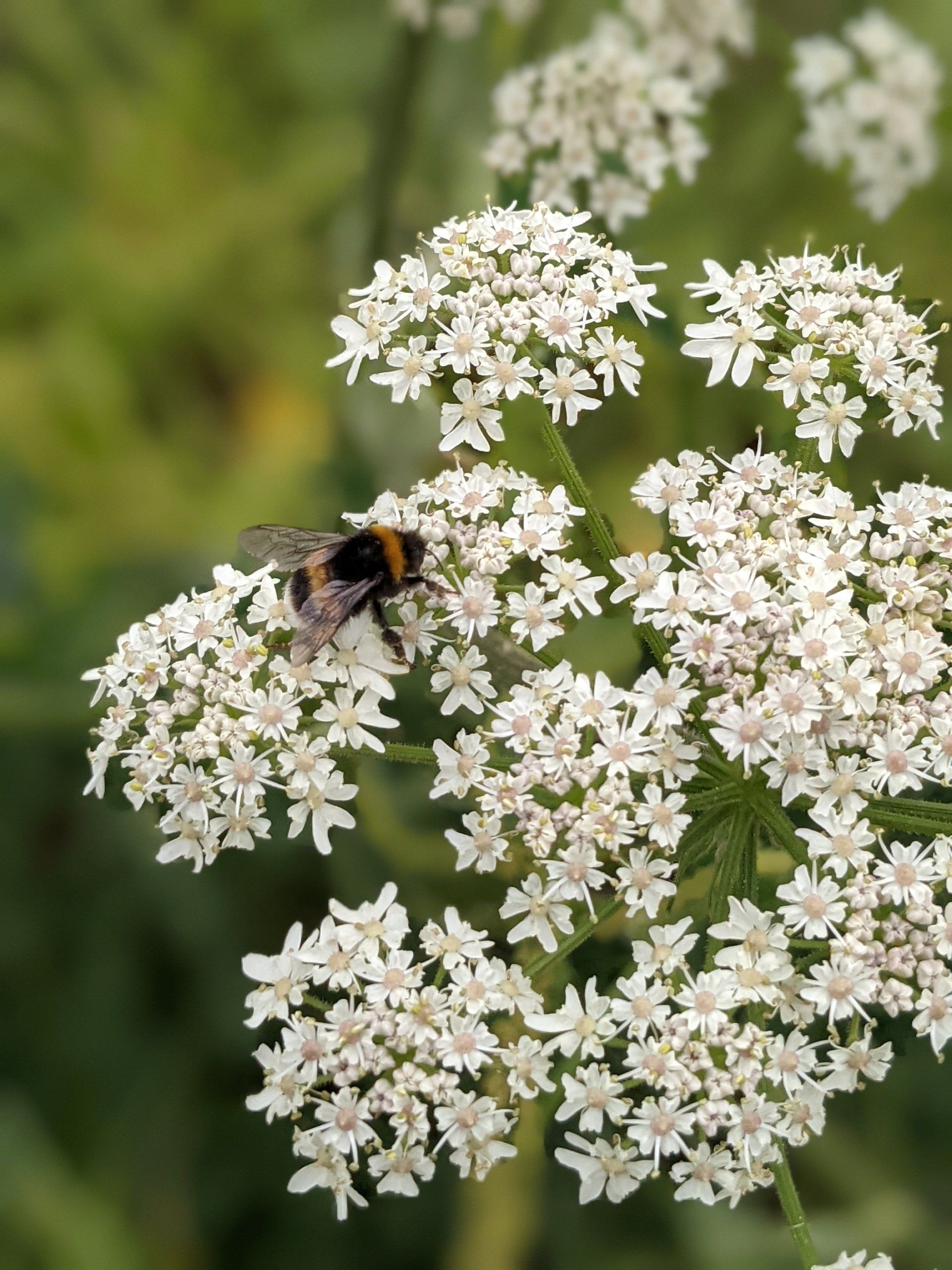 Busy Bee - Photograph by Sue Cartwright, Spiral Leaf