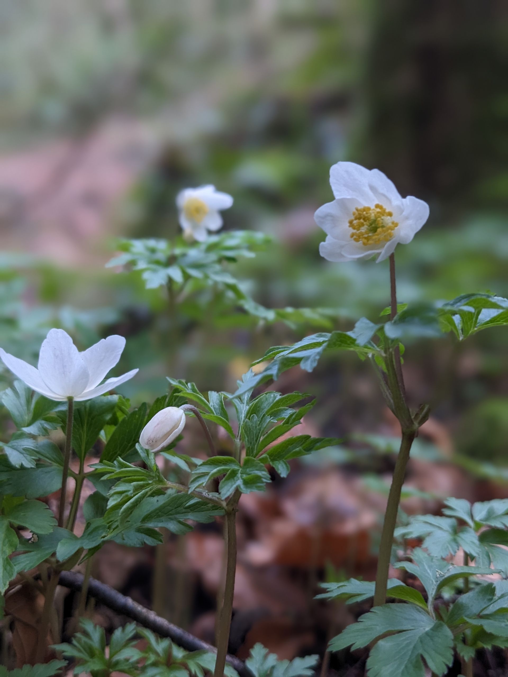 Enchanted Wood Gallery by Sue Cartwright, Spiral Leaf