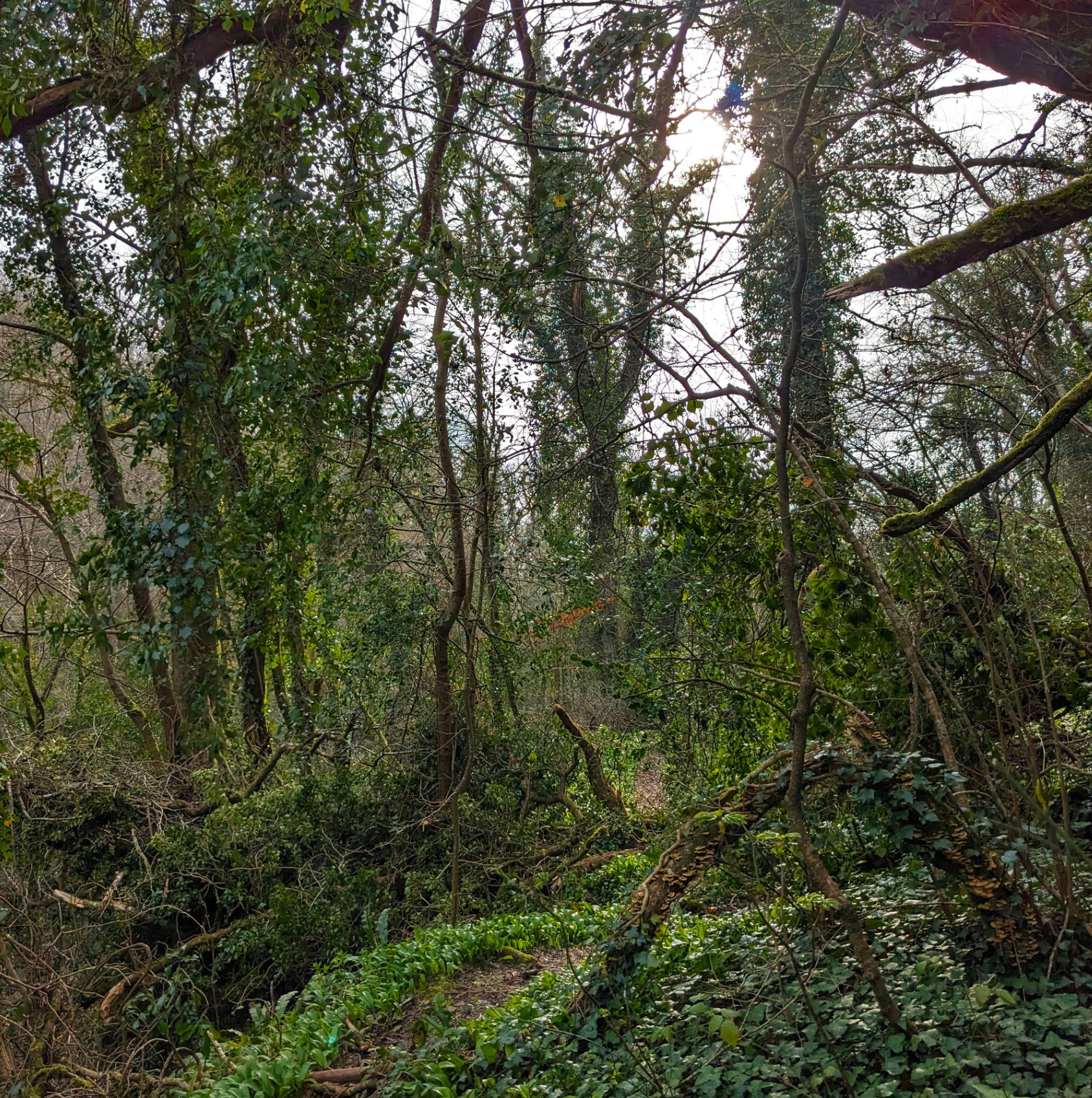 Enchanted Wood Gallery - Photograph by Sue Cartwright, Spiral Leaf