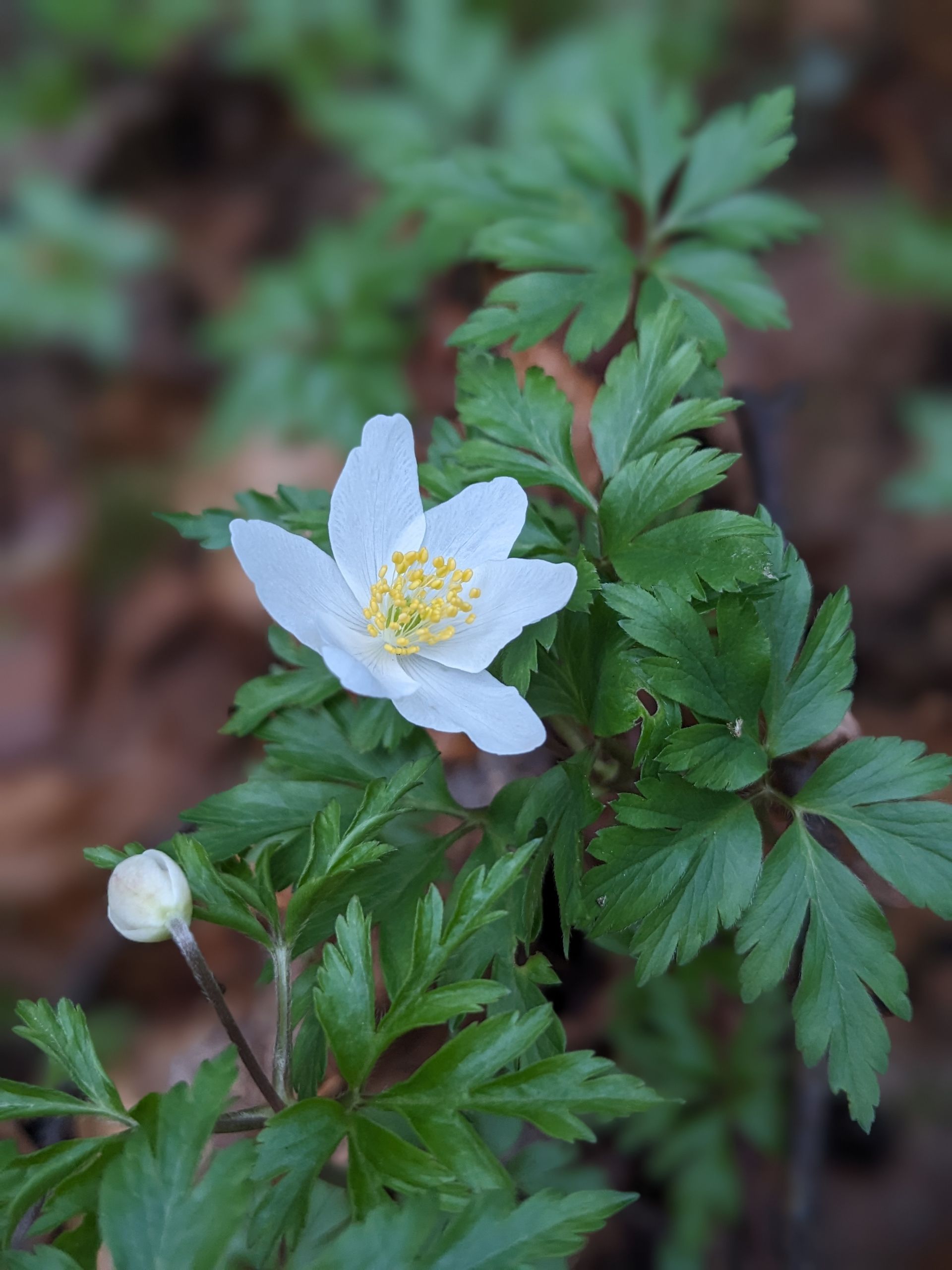 Enchanted Wood Gallery - Photograph by Sue Cartwright, Spiral Leaf