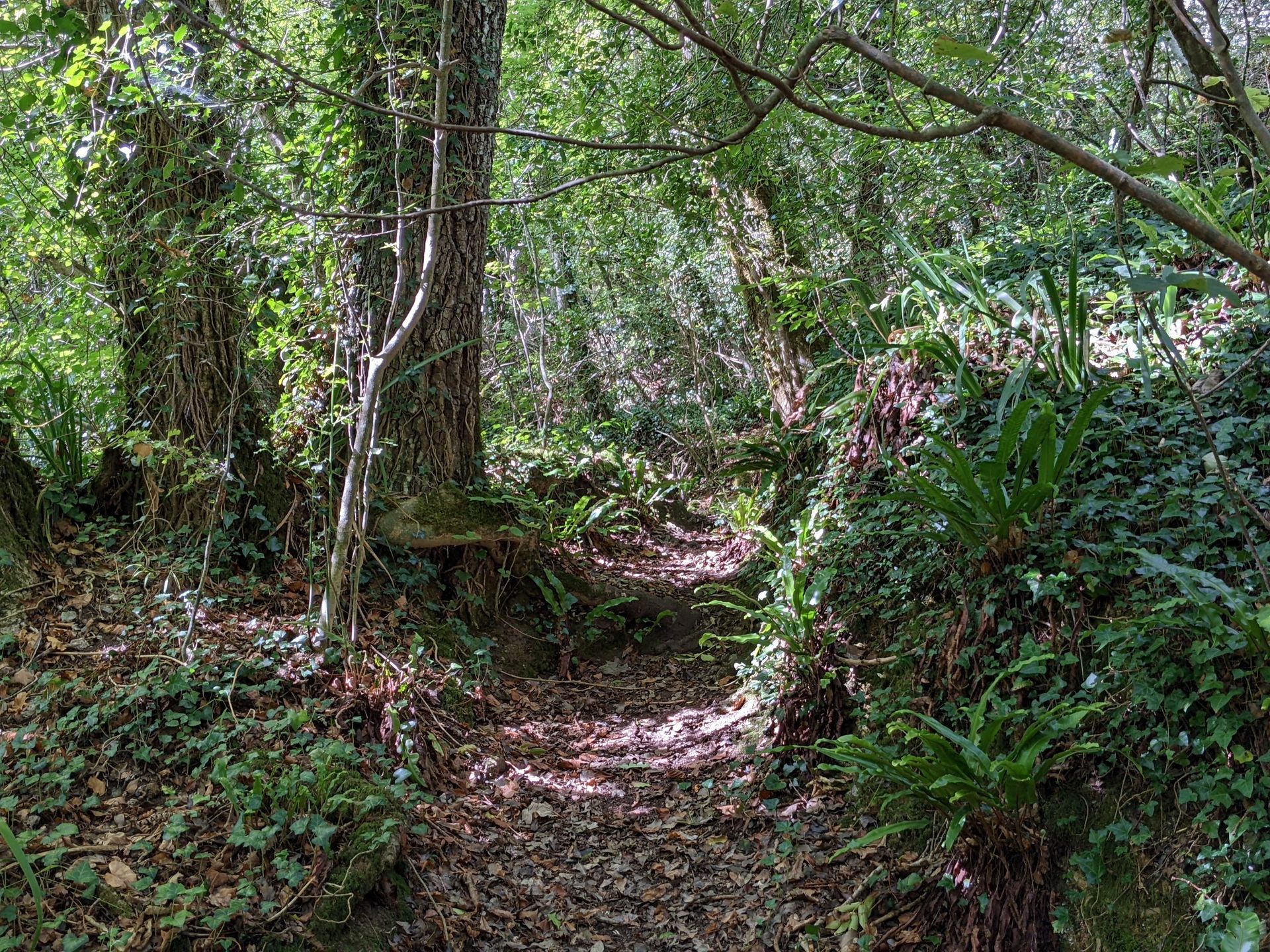Enchanted Wood Gallery - Photograph by Sue Cartwright, Spiral Leaf