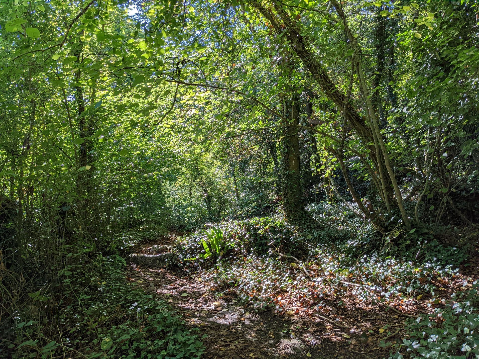 Enchanted Wood Gallery - Photograph by Sue Cartwright, Spiral Leaf