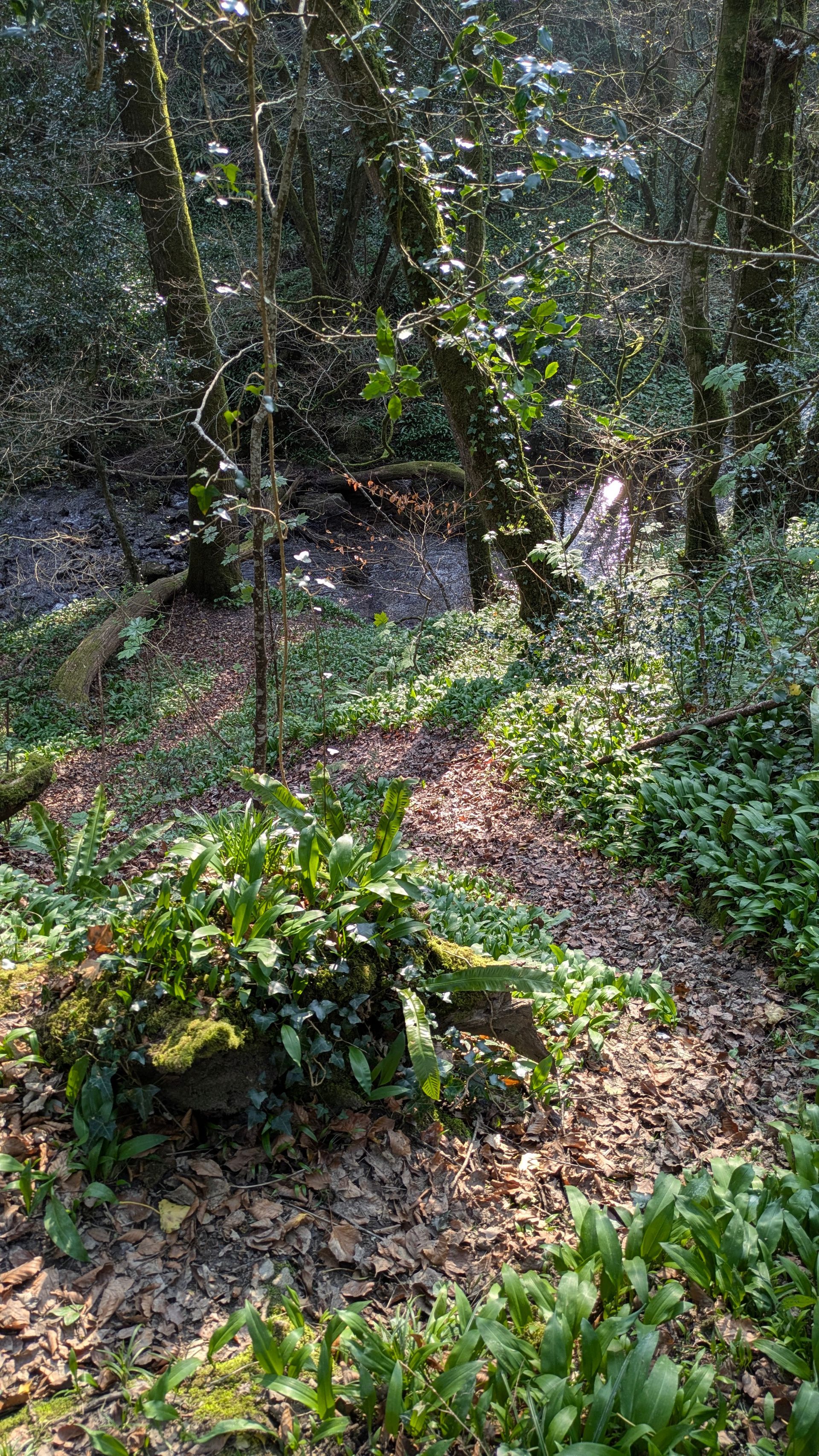 Enchanted Wood Gallery - Photograph by Sue Cartwright, Spiral Leaf