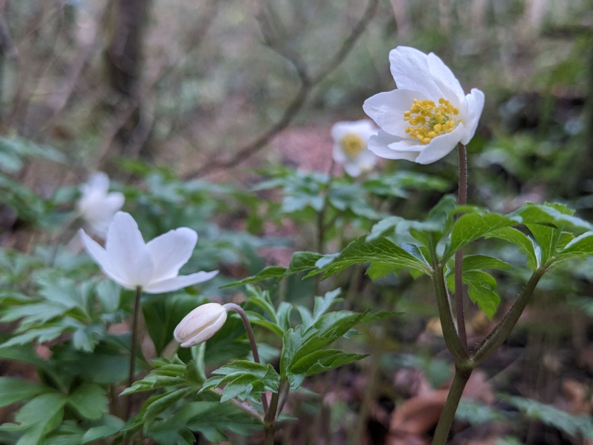 Enchanted Wood Gallery - Photograph by Sue Cartwright, Spiral Leaf