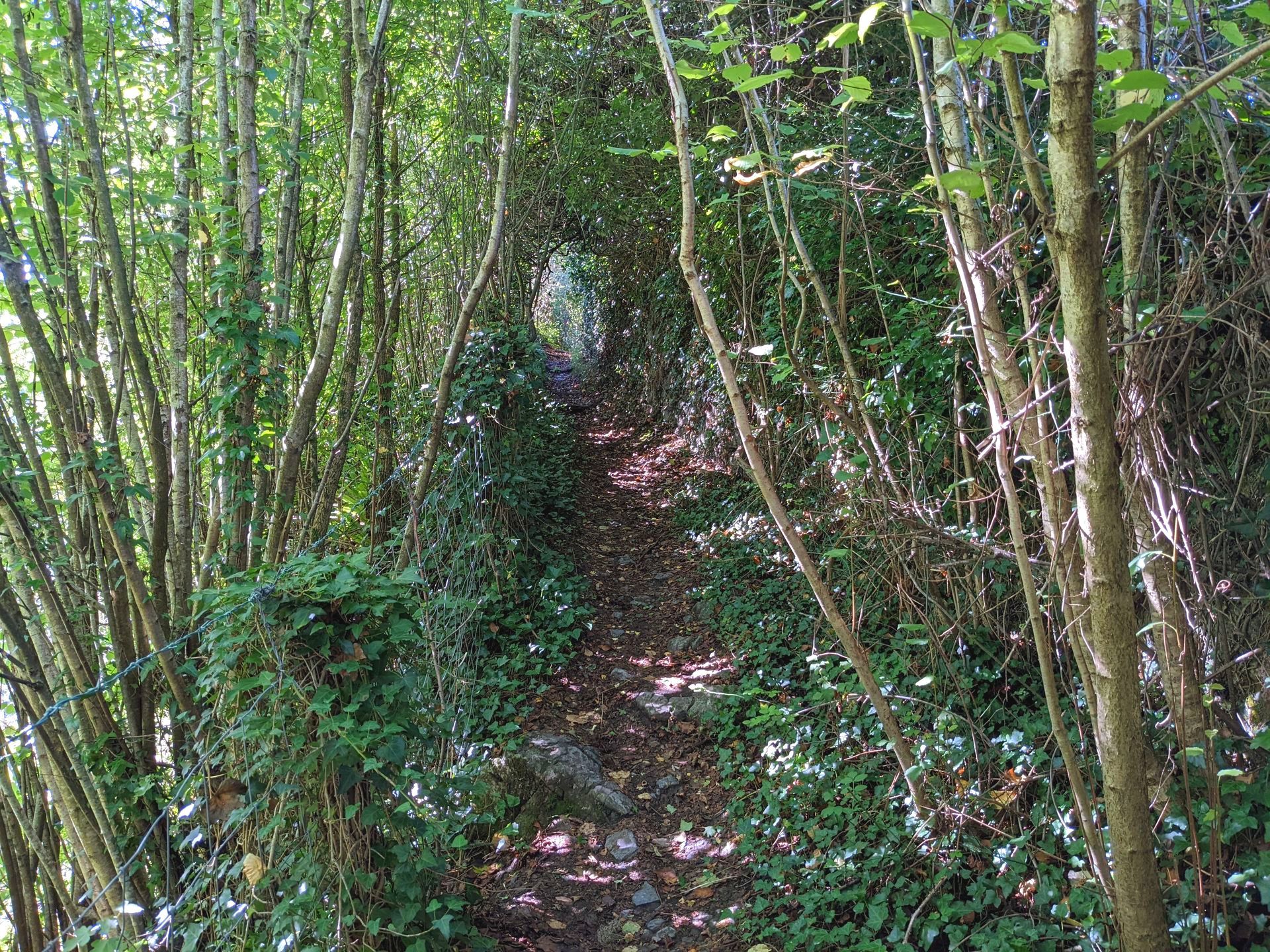 Enchanted Wood Gallery - Photograph by Sue Cartwright, Spiral Leaf
