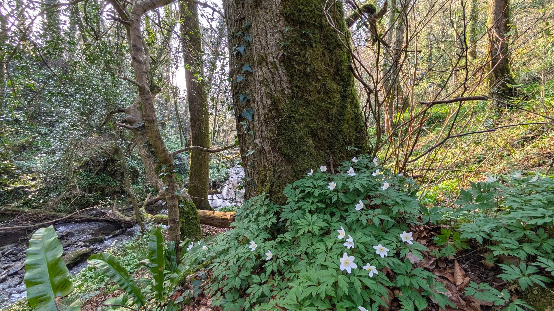 Enchanted Wood Gallery - Photograph by Sue Cartwright, Spiral Leaf