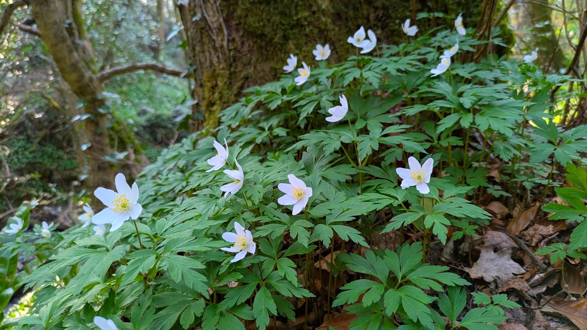 Enchanted Wood Gallery - Photograph by Sue Cartwright, Spiral Leaf