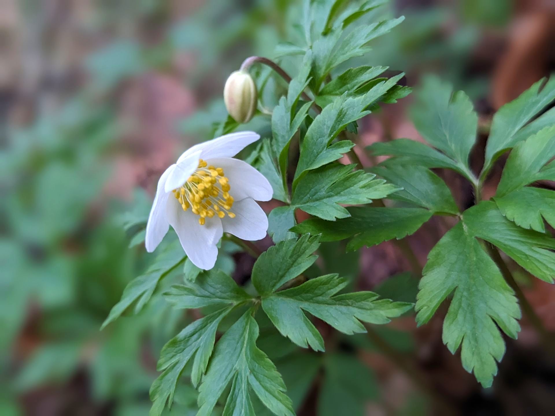 Enchanted Wood Gallery - Photograph by Sue Cartwright, Spiral Leaf