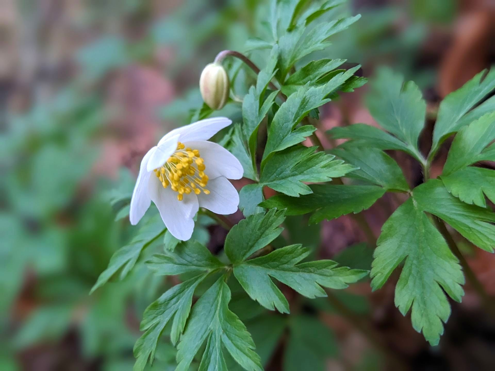 Things to do in Nature in April by Sue Cartwright, Spiral Leaf