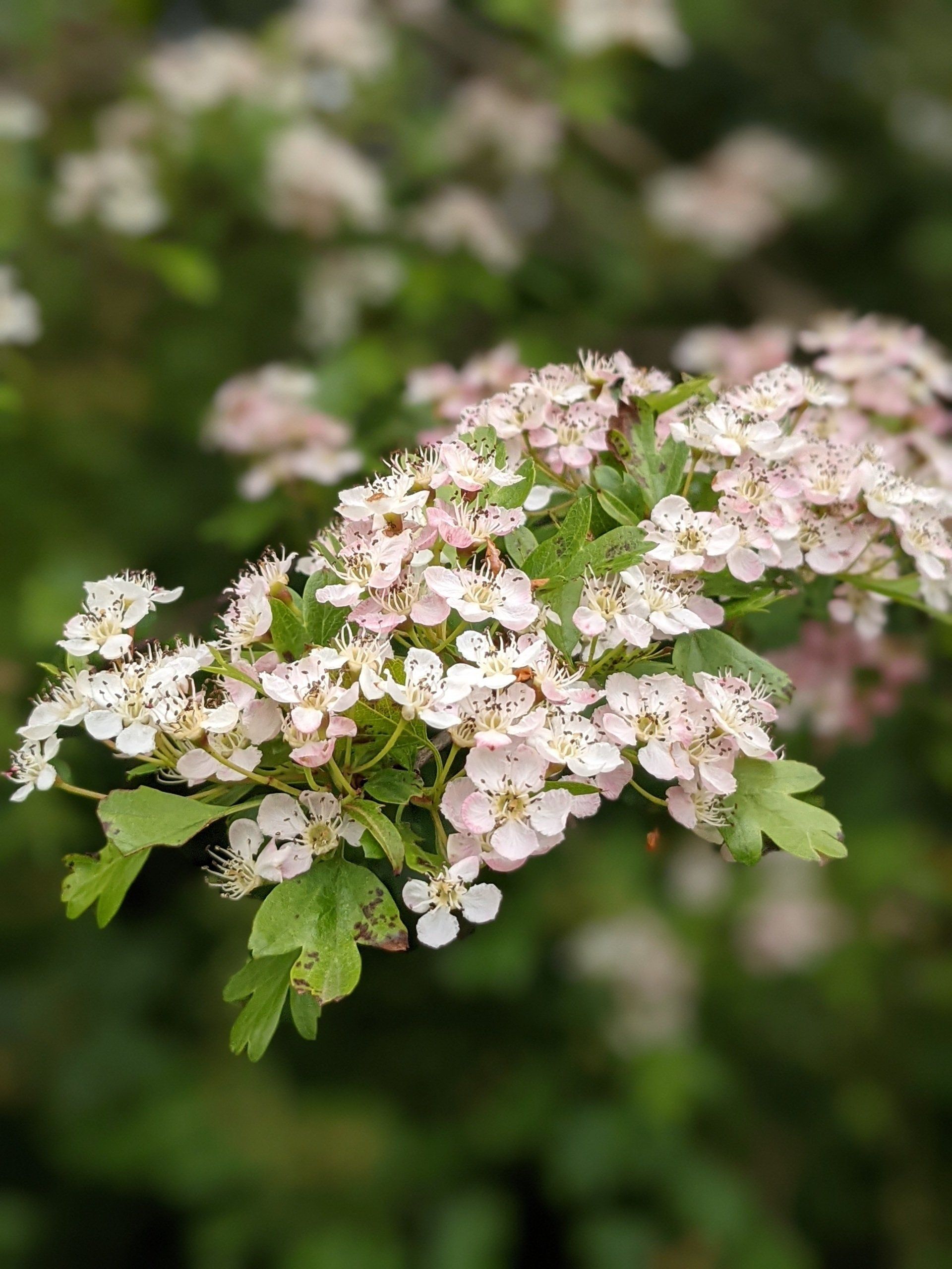 Almanac for March 2023 by Sue Cartwright, Spiral Leaf