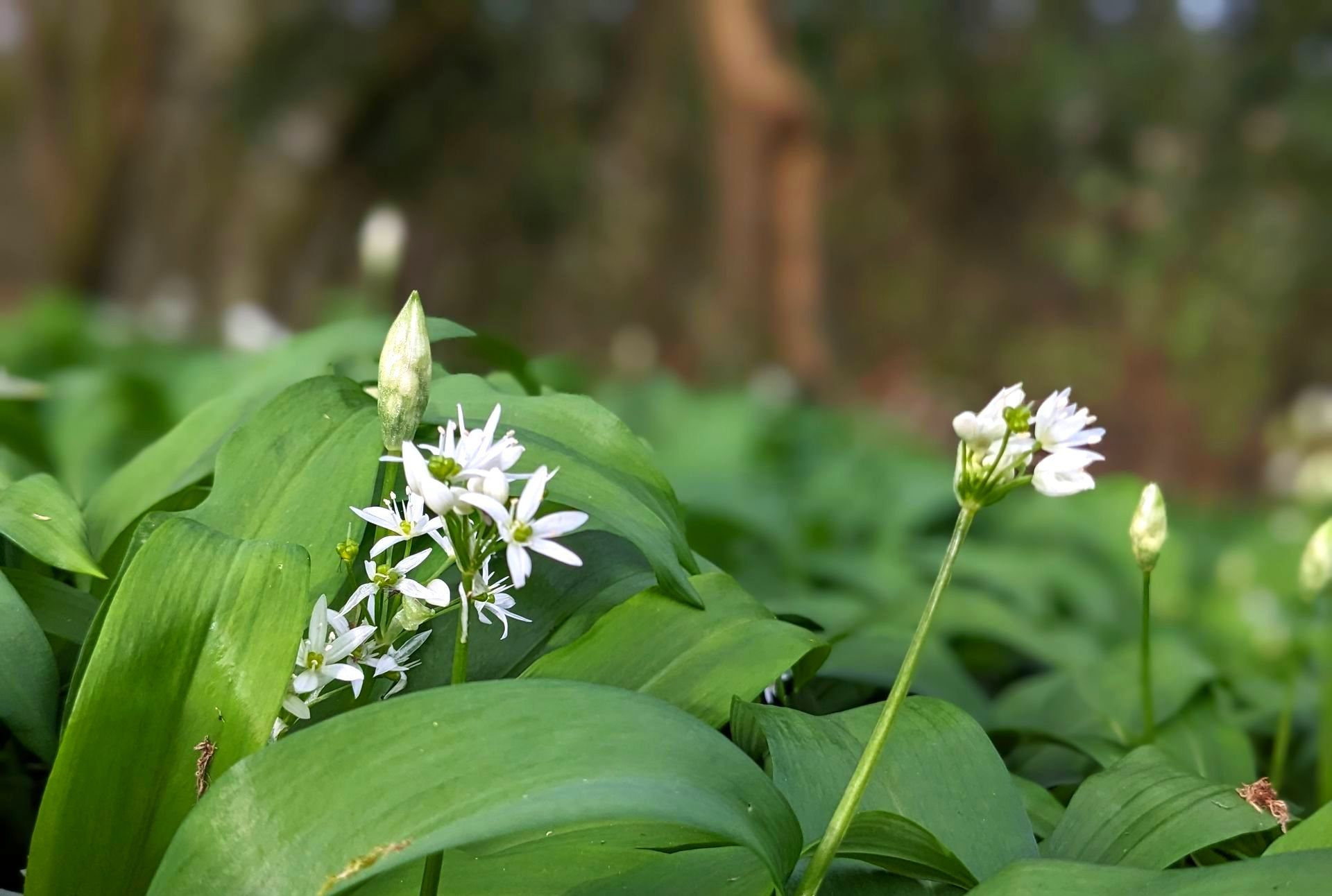 A Healing Herb (Wild Garlic) by Sue Cartwright, Spiral Leaf