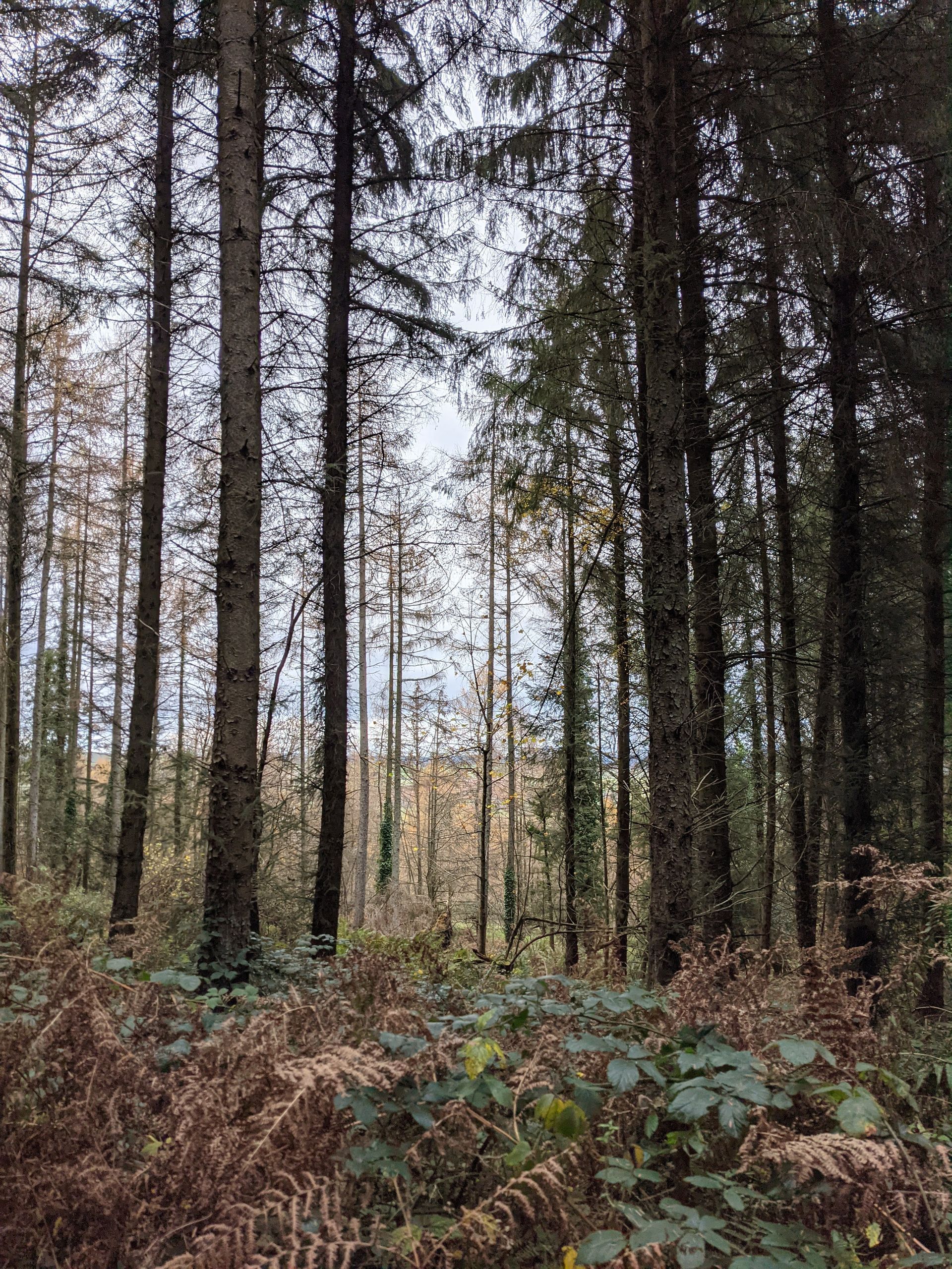 Forest Bathing Gallery - Photograph by Sue Cartwright, Spiral Leaf