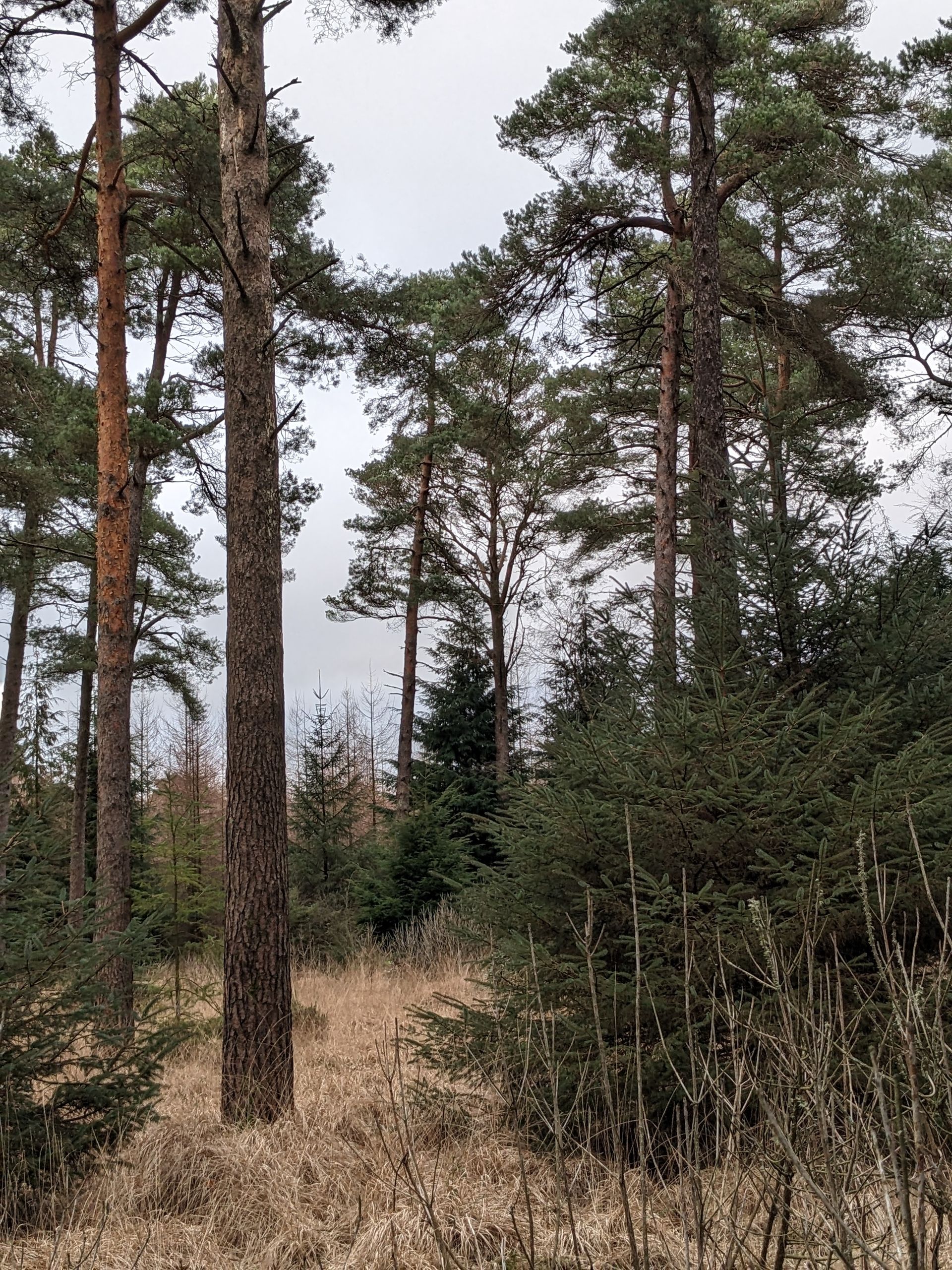 Forest Bathing Gallery - Photograph by Sue Cartwright, Spiral Leaf