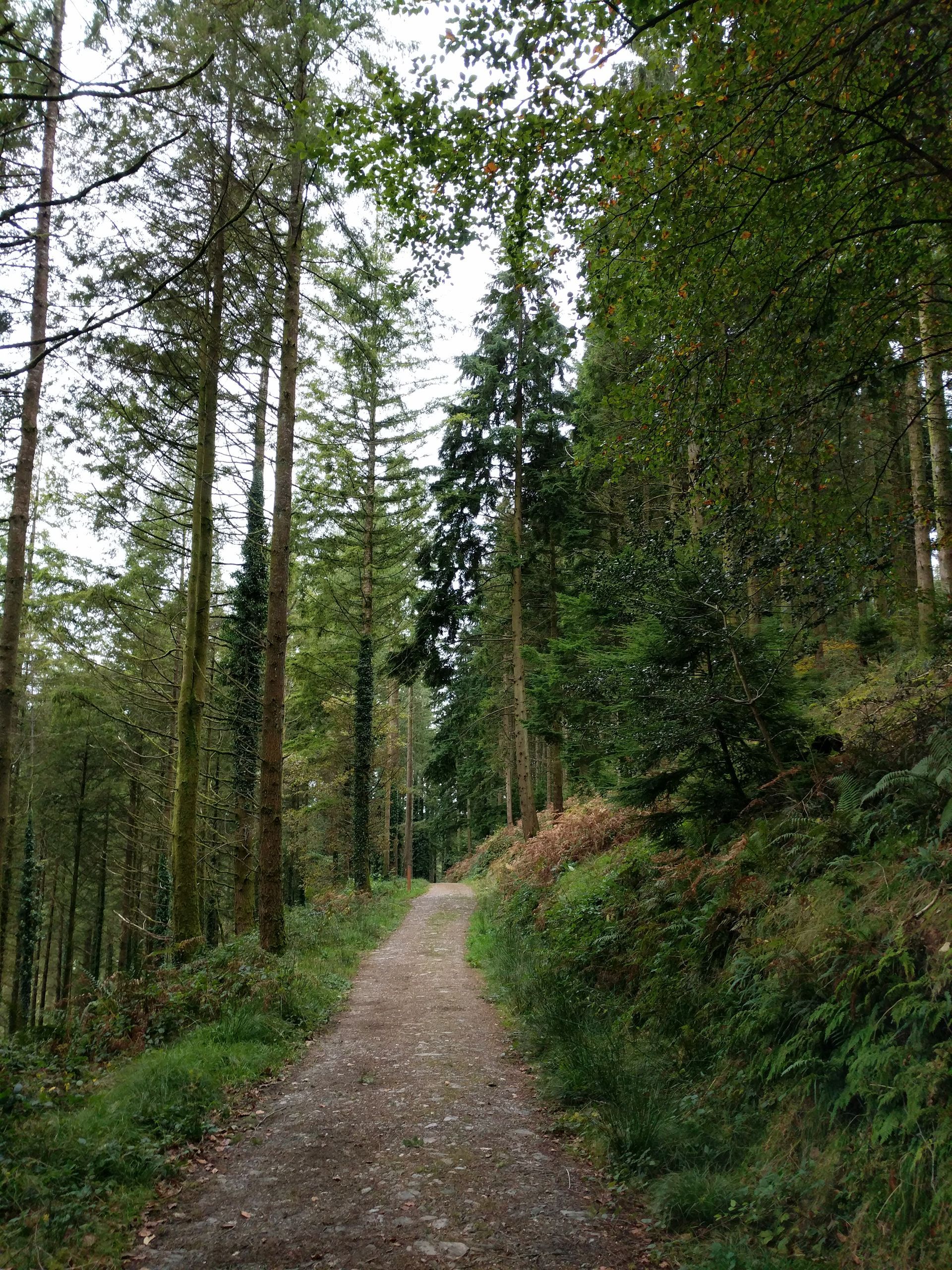 Forest Bathing Gallery - Photograph by Sue Cartwright, Spiral Leaf