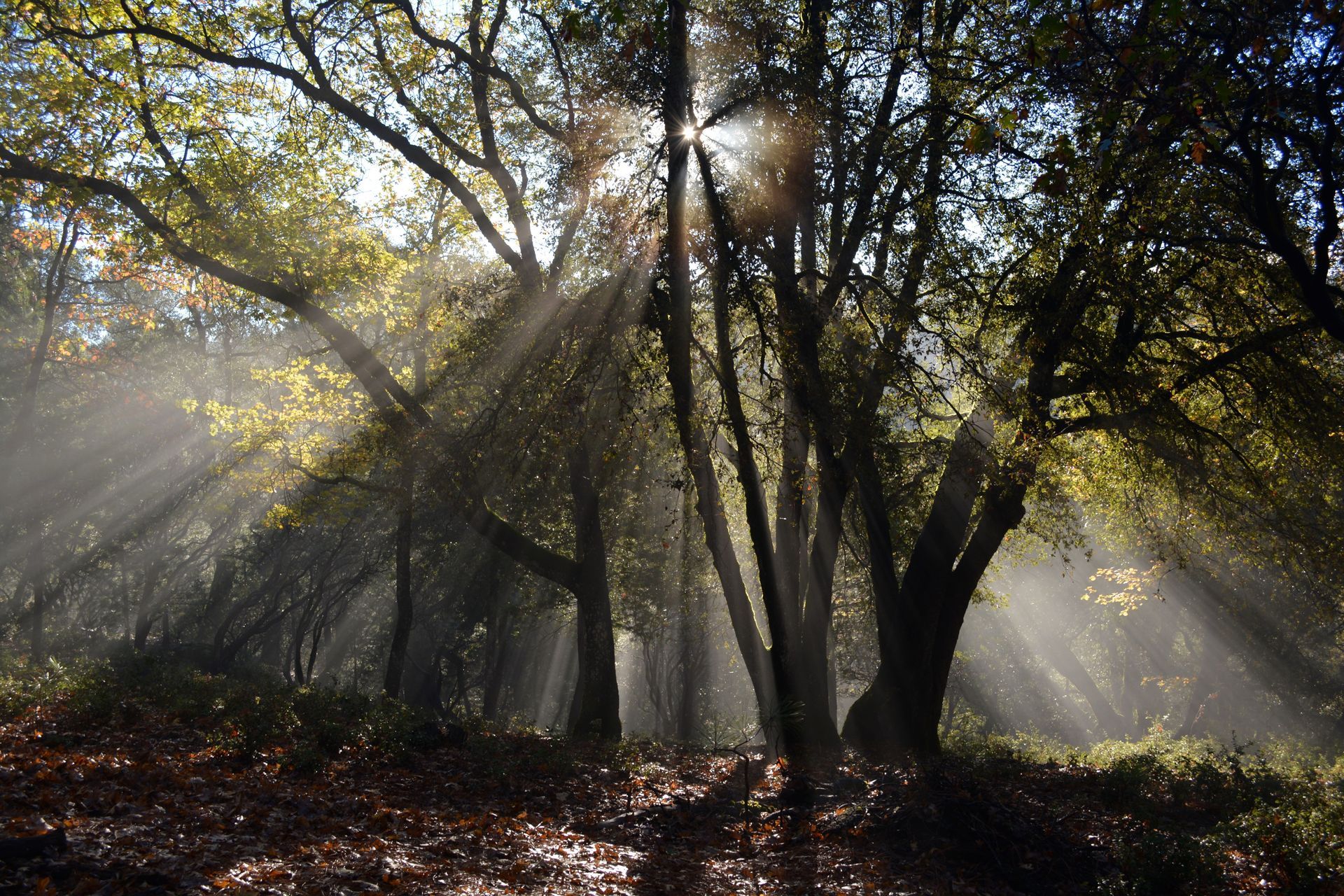 Learning to Grow with Mother Nature by Sue Cartwright, Spiral Leaf