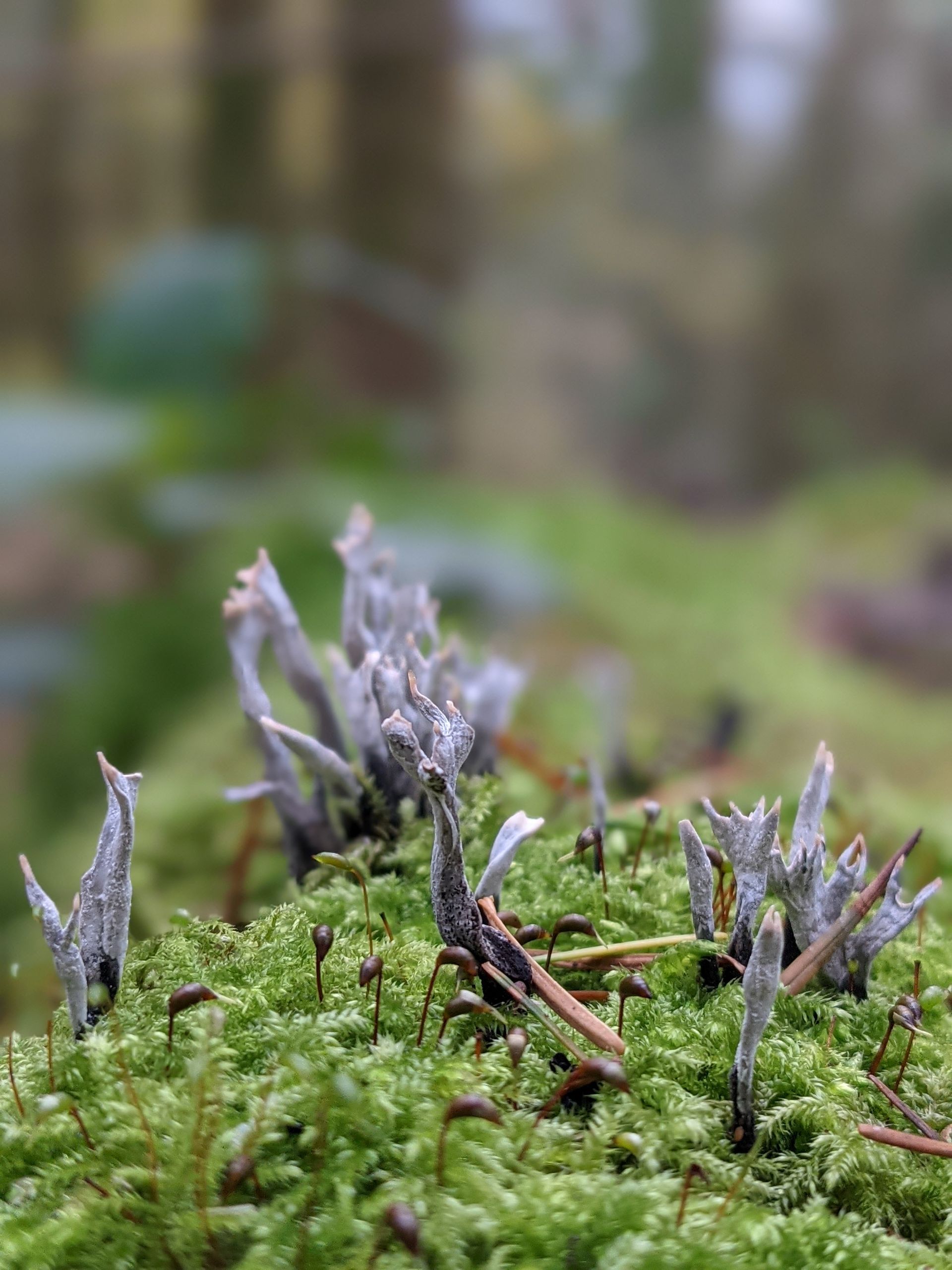 Wild Fungi Gallery - Photograph by Sue Cartwright, Spiral Leaf