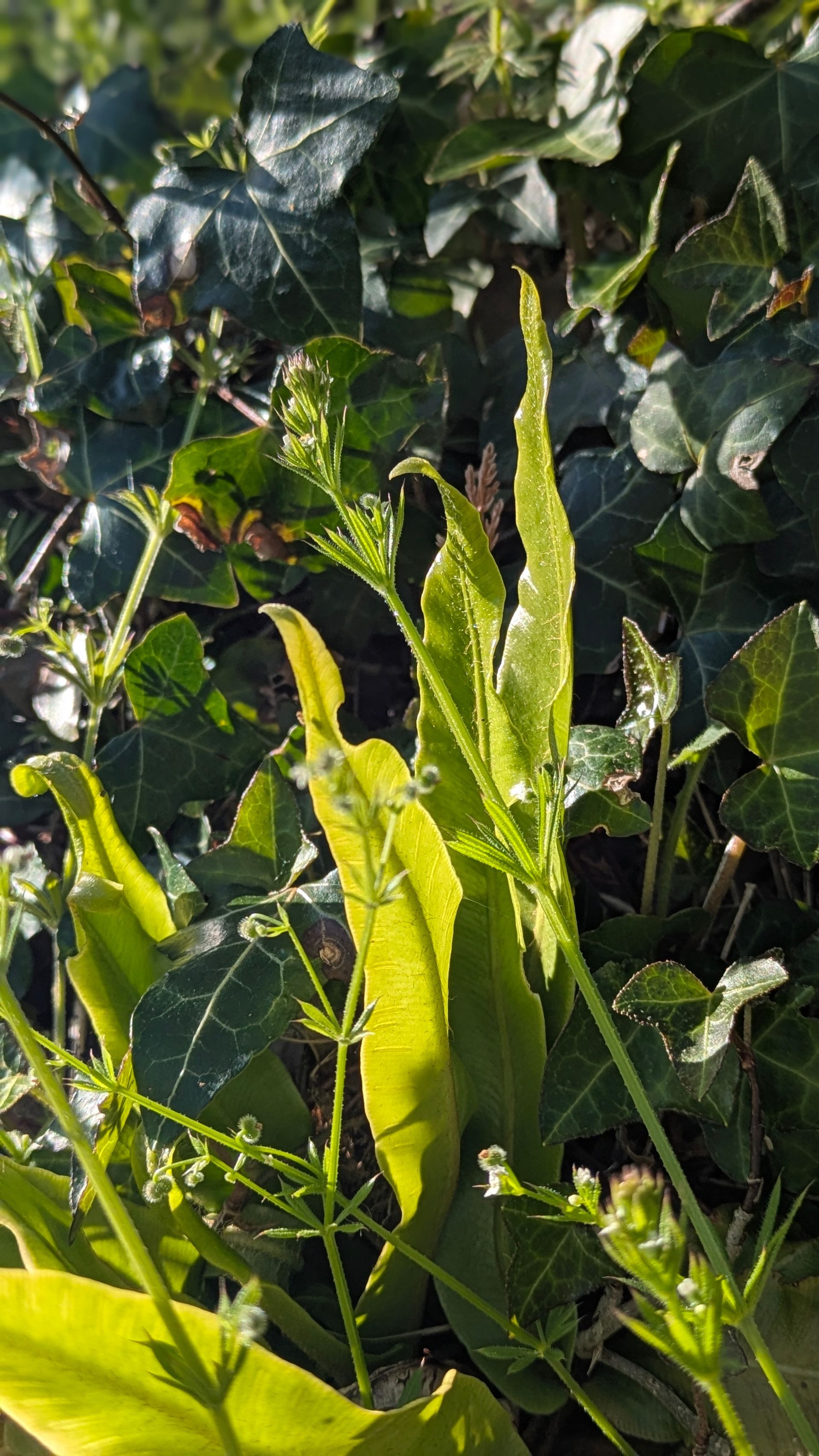 Spring Treasures Gallery - Photograph by Sue Cartwright, Spiral Leaf