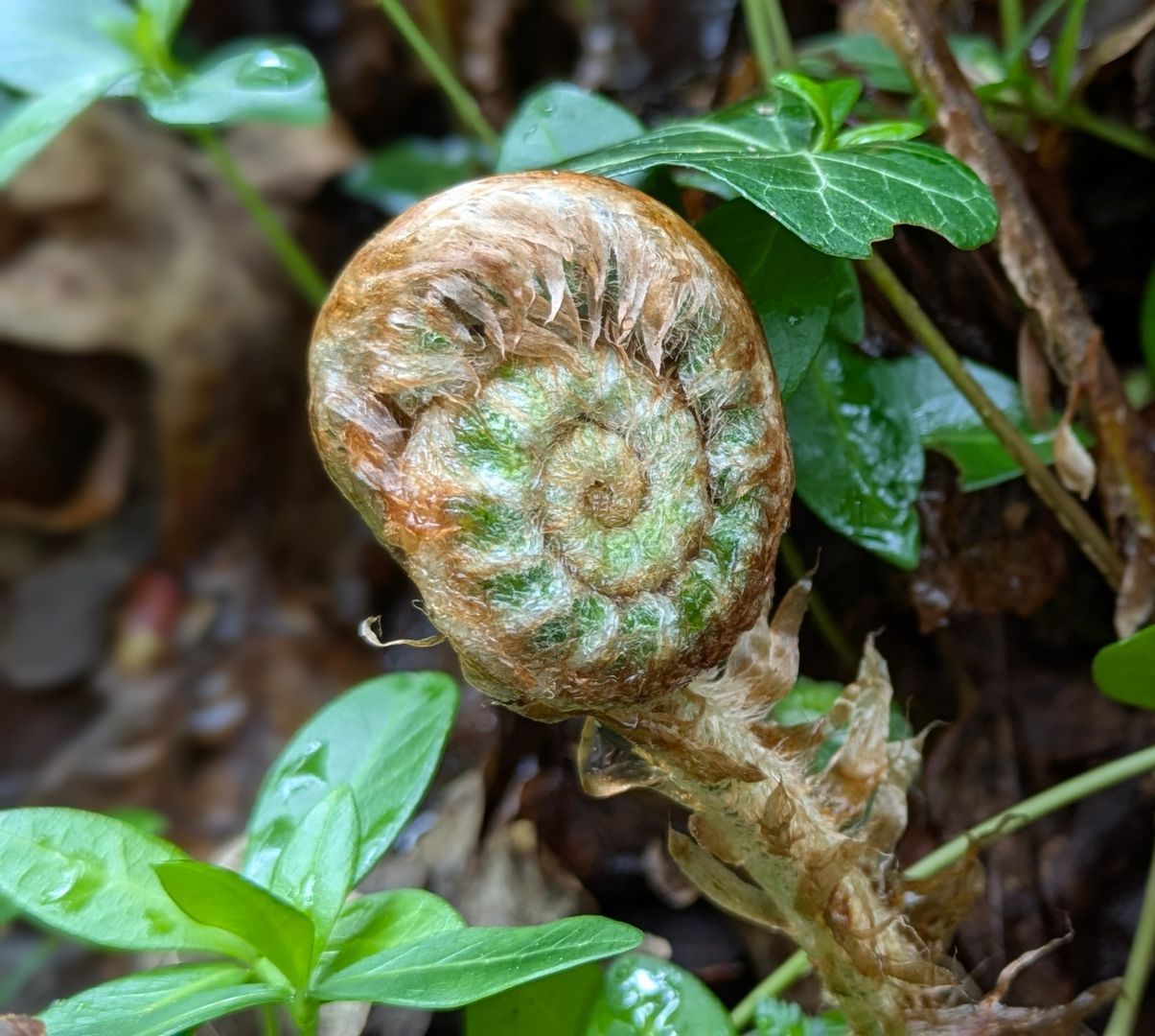 Spring Treasures Gallery - Photograph by Sue Cartwright, Spiral Leaf
