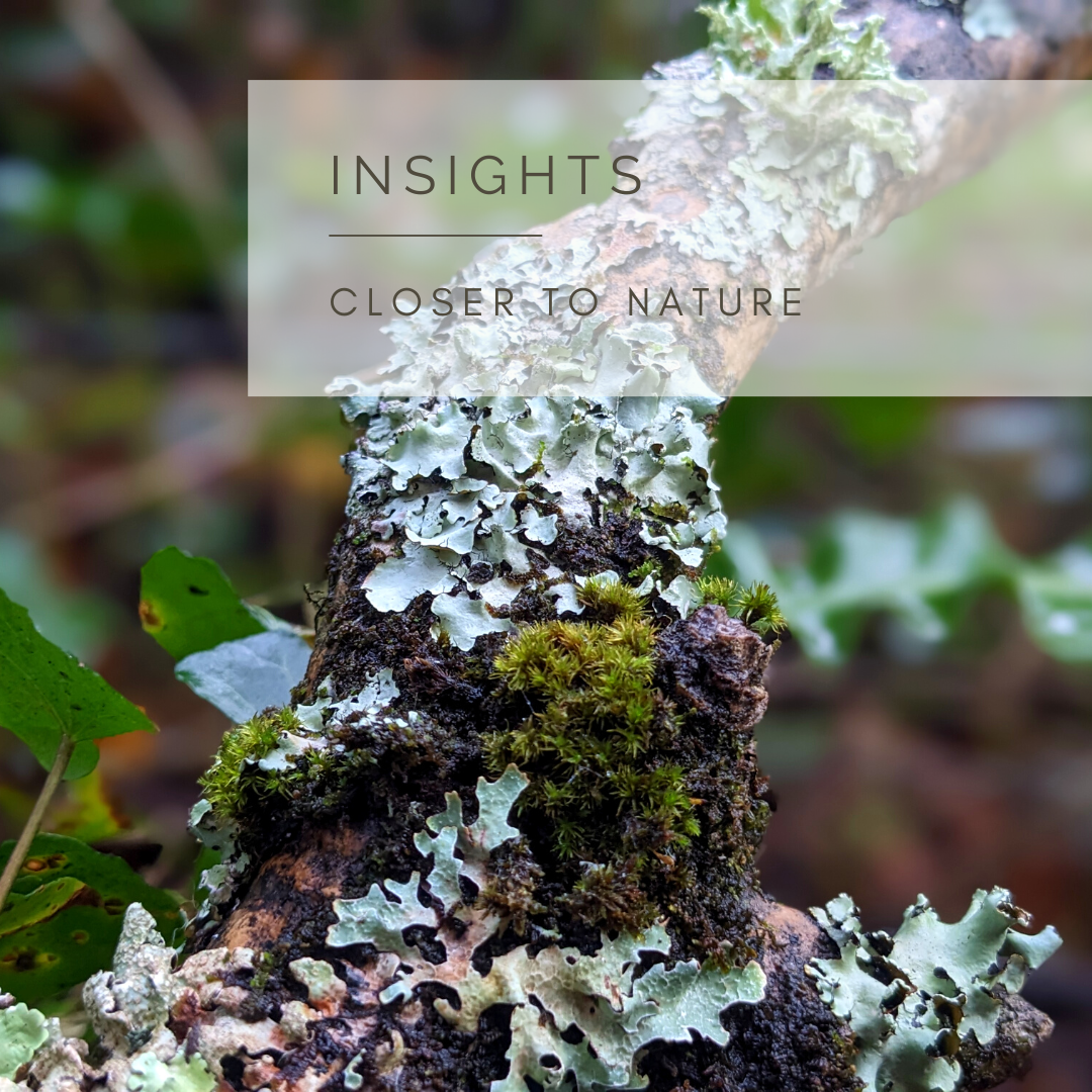 Lichen for Life - Poem and Video by Sue Cartwright, Spiral Leaf