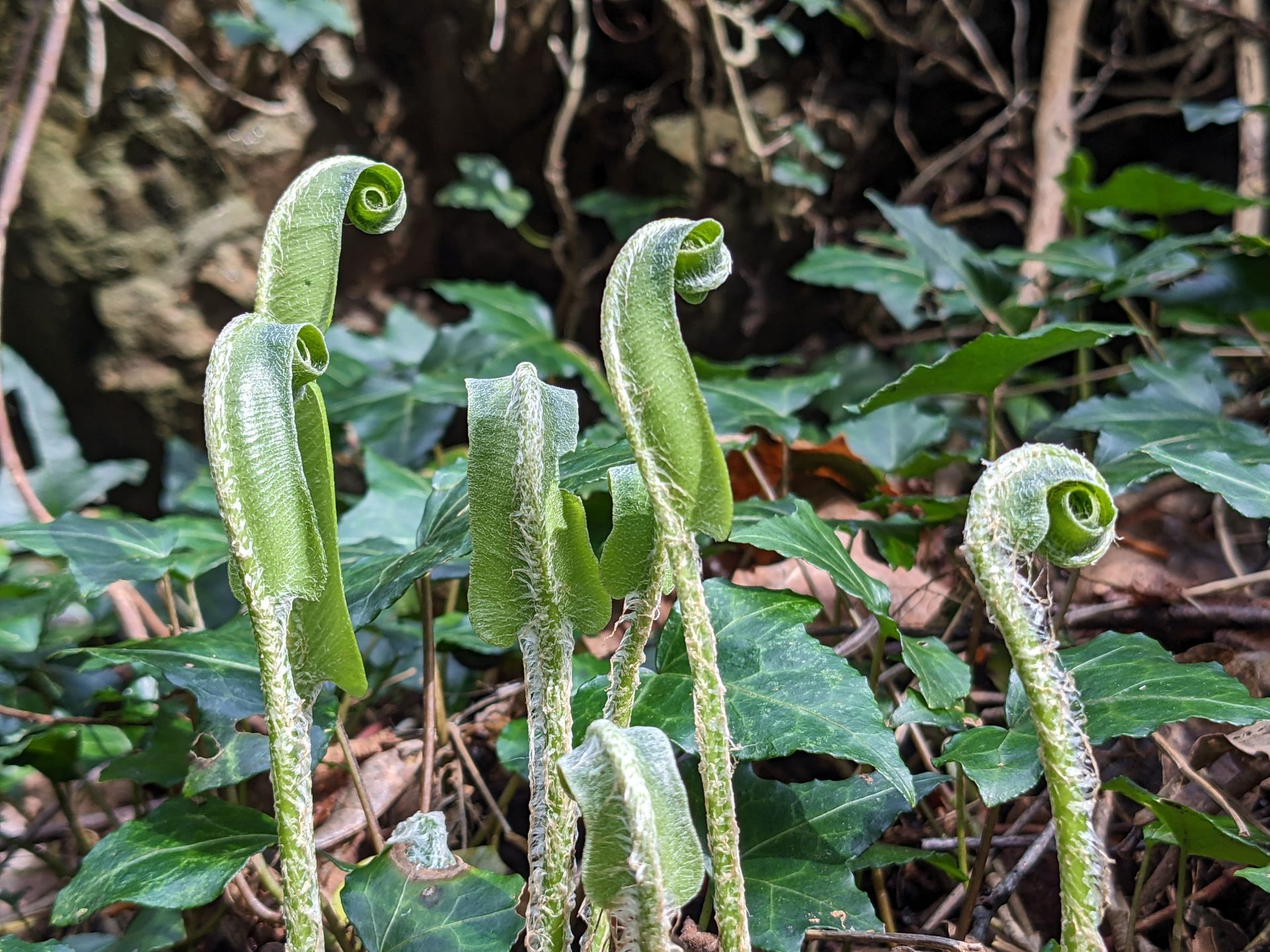 Welcome March 2024 by Sue Cartwright, Spiral Leaf