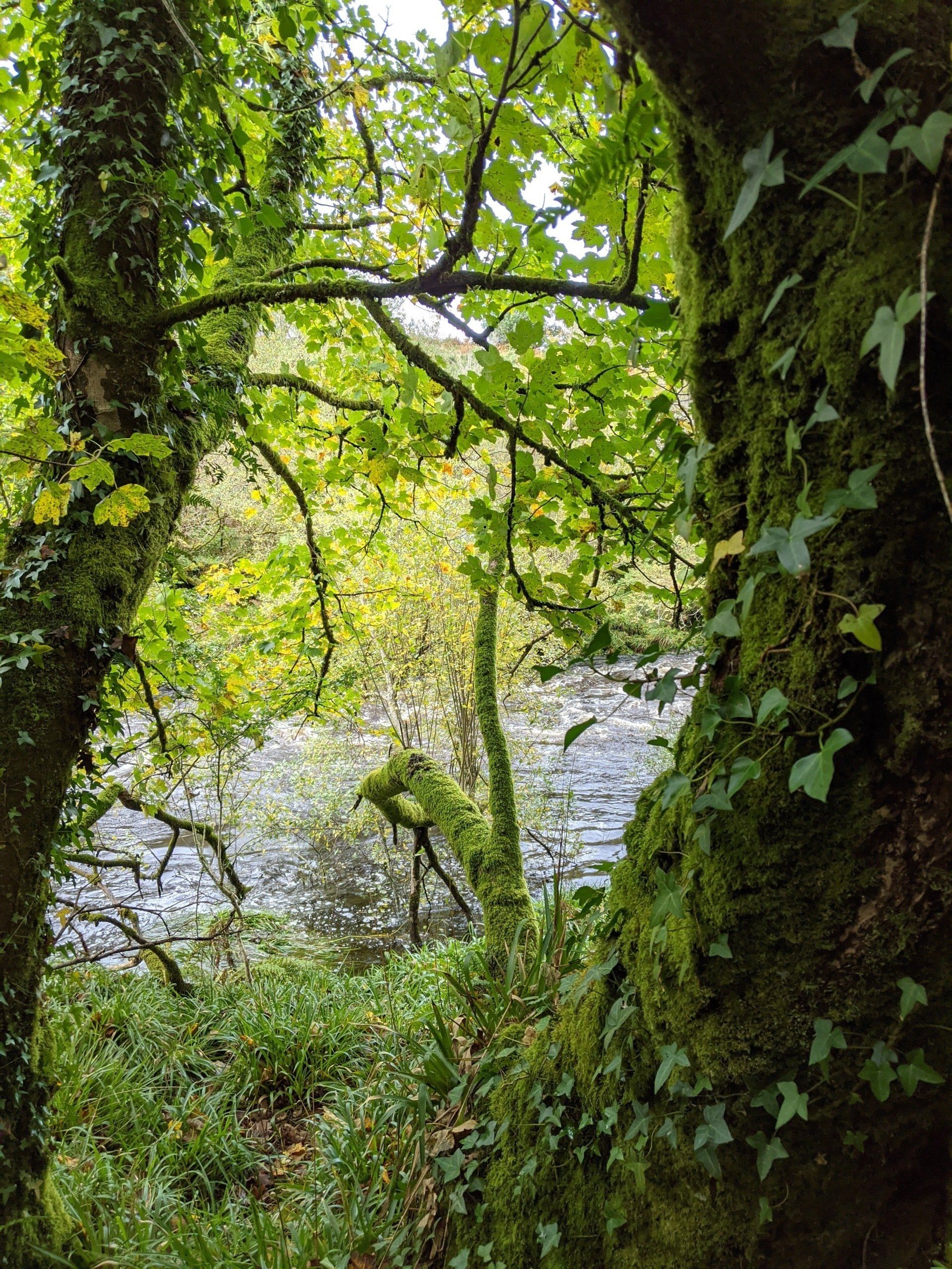 Riverside Gallery - Photograph by Sue Cartwright, Spiral Leaf