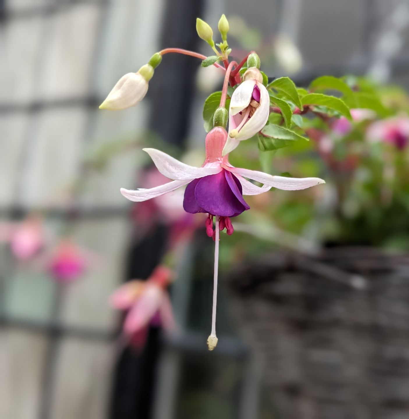 Sacred Space Gallery - Photographs by Sue Cartwright, Spiral Leaf