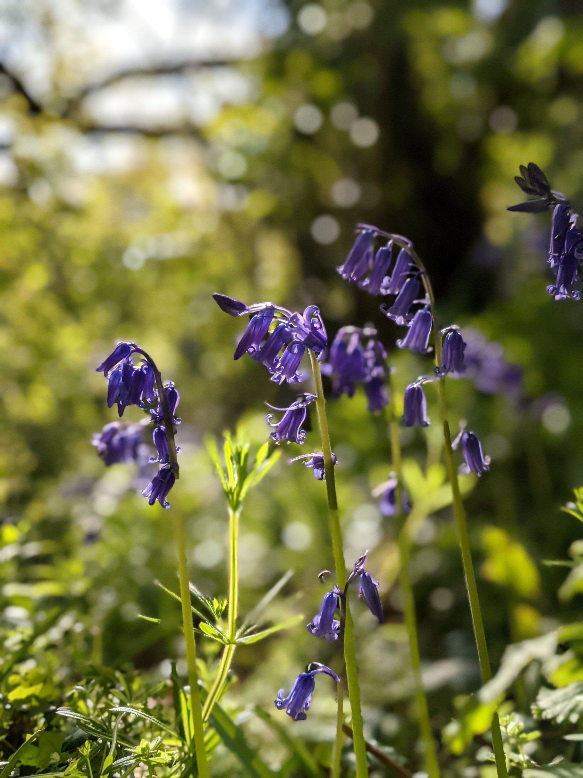 Almanac for May 2023 by Sue Cartwright, Spiral Leaf