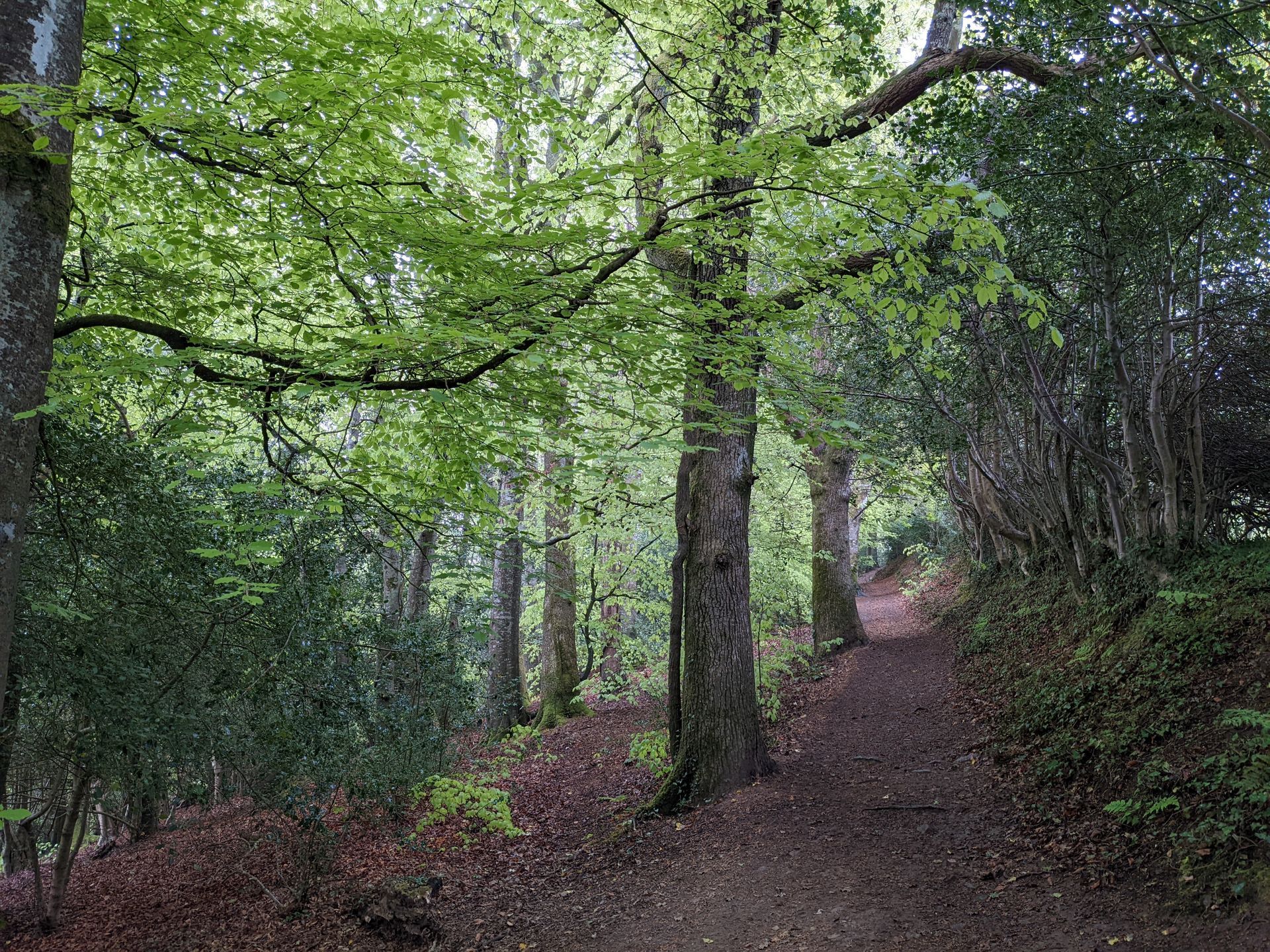 Forest Bathing Gallery - Photograph by Sue Cartwright, Spiral Leaf