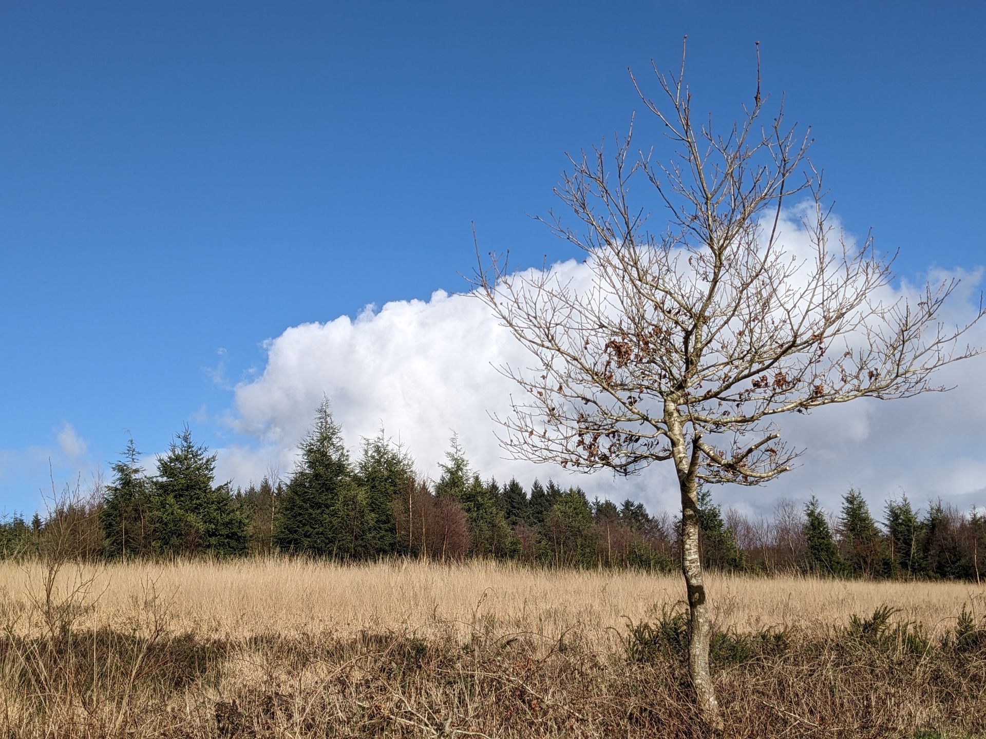 Forest Bathing Gallery - Photograph by Sue Cartwright, Spiral Leaf
