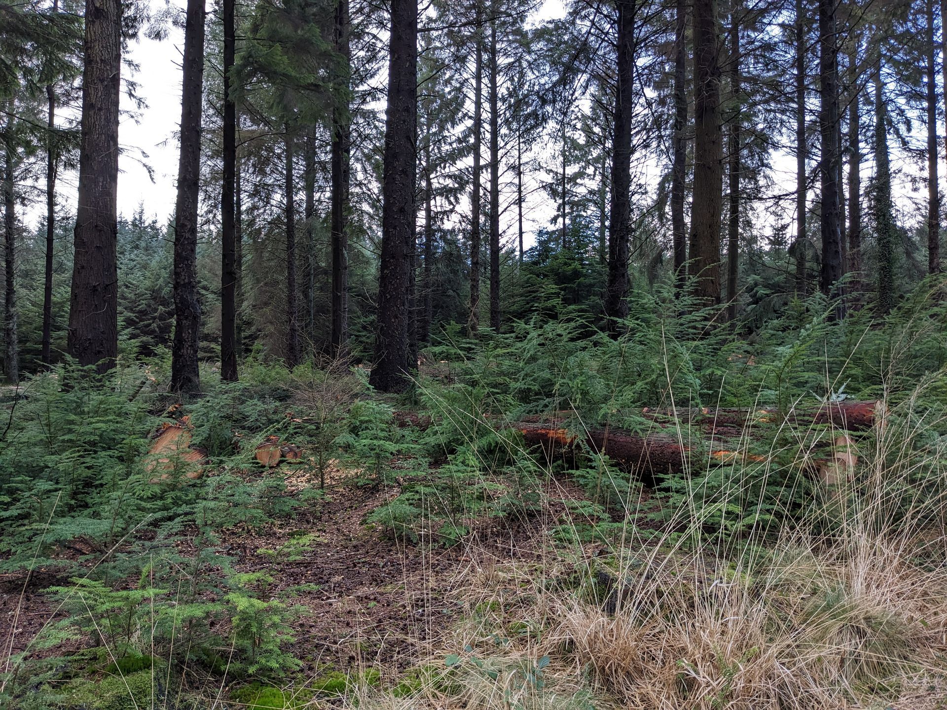 Forest Bathing Gallery - Photograph by Sue Cartwright, Spiral Leaf